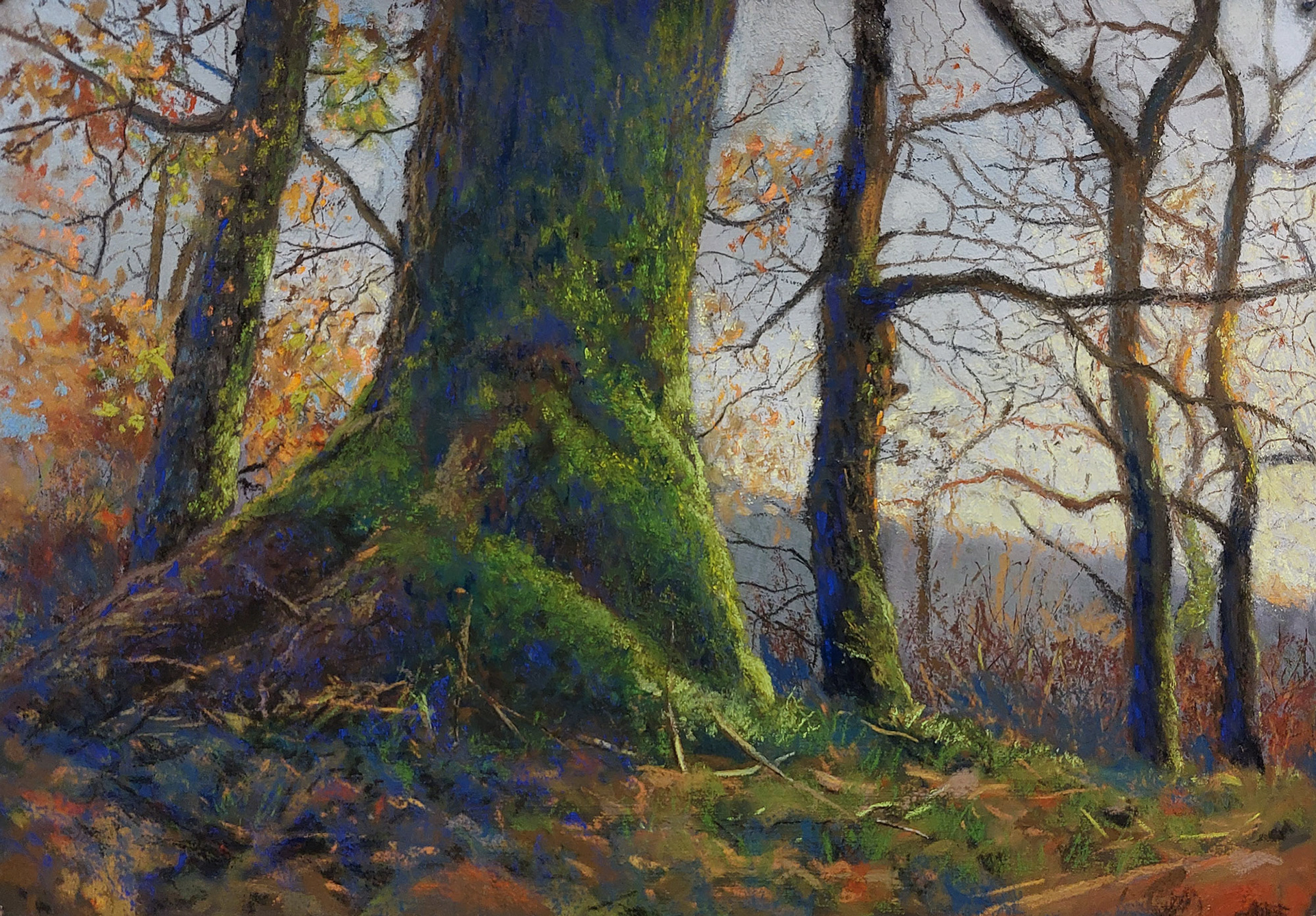 Old Tree at Sunset - 40 x 30 cm