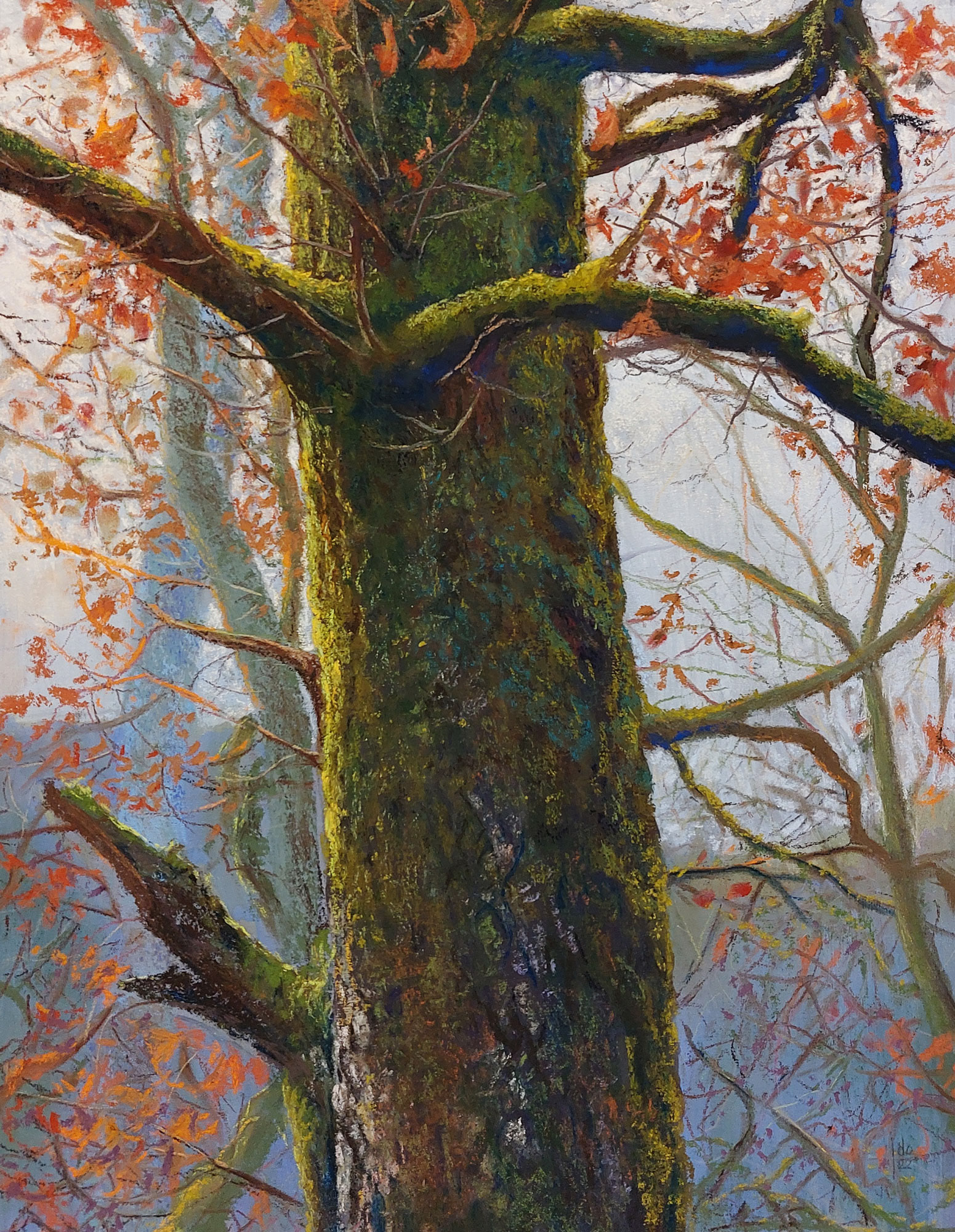 Old Tree at Sunset 2 - 40 x 50 cm