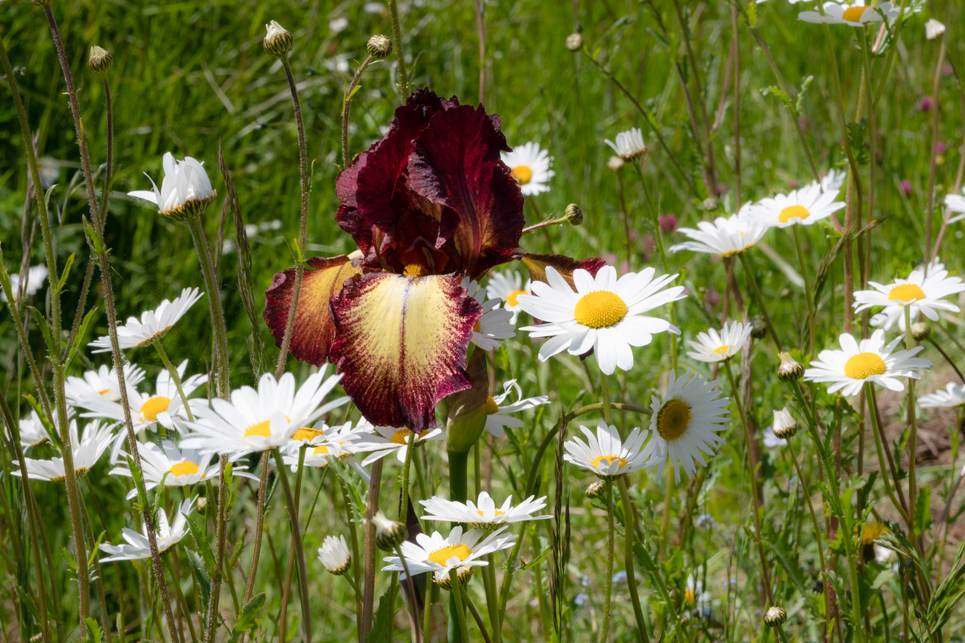 Roadside Normandy France