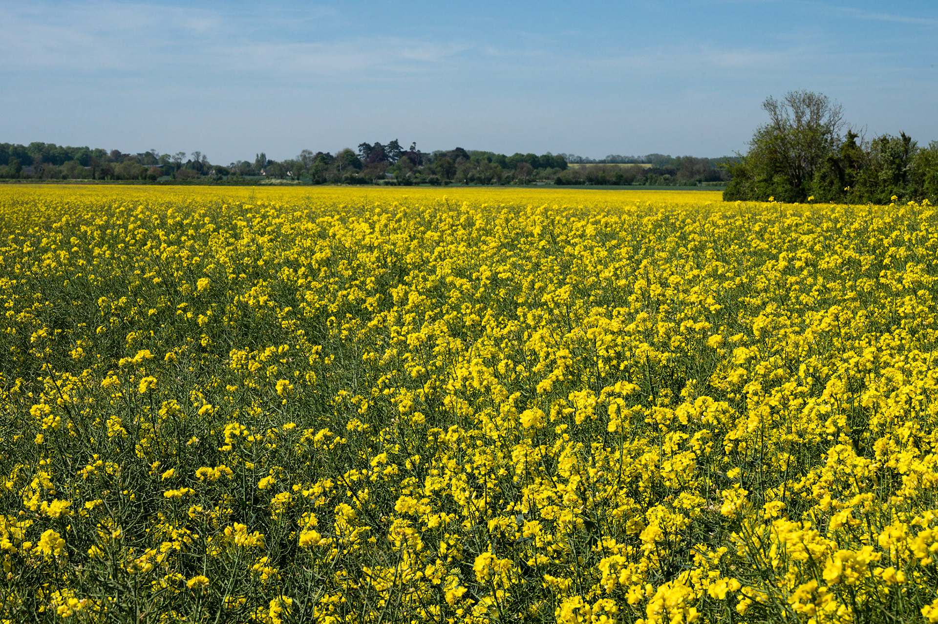 Yellow Field Rapeseed Flowers