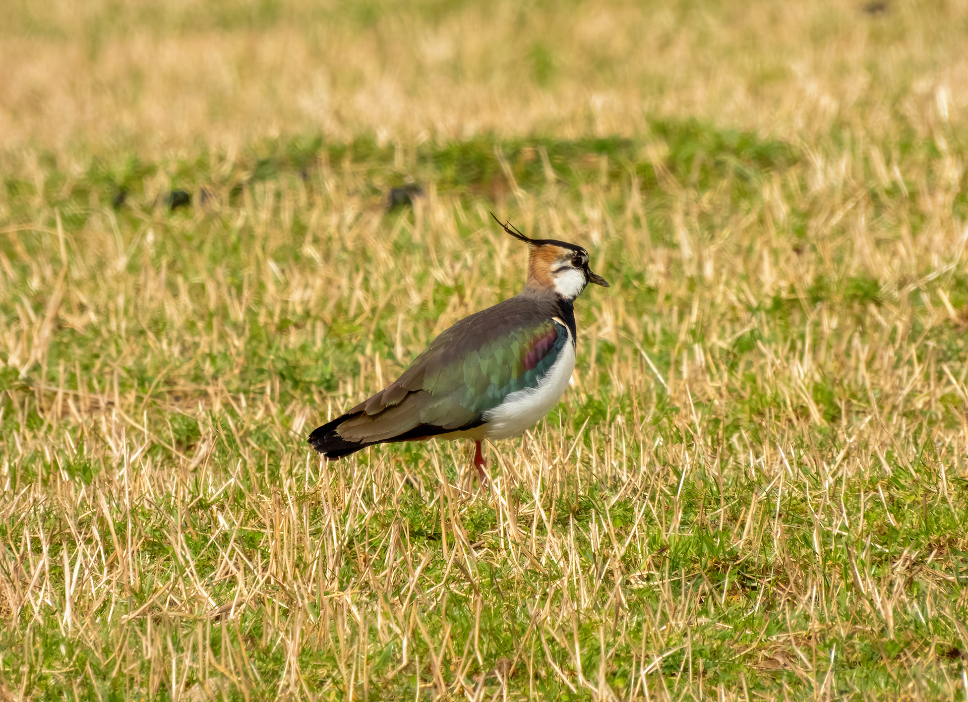 Lapwing right