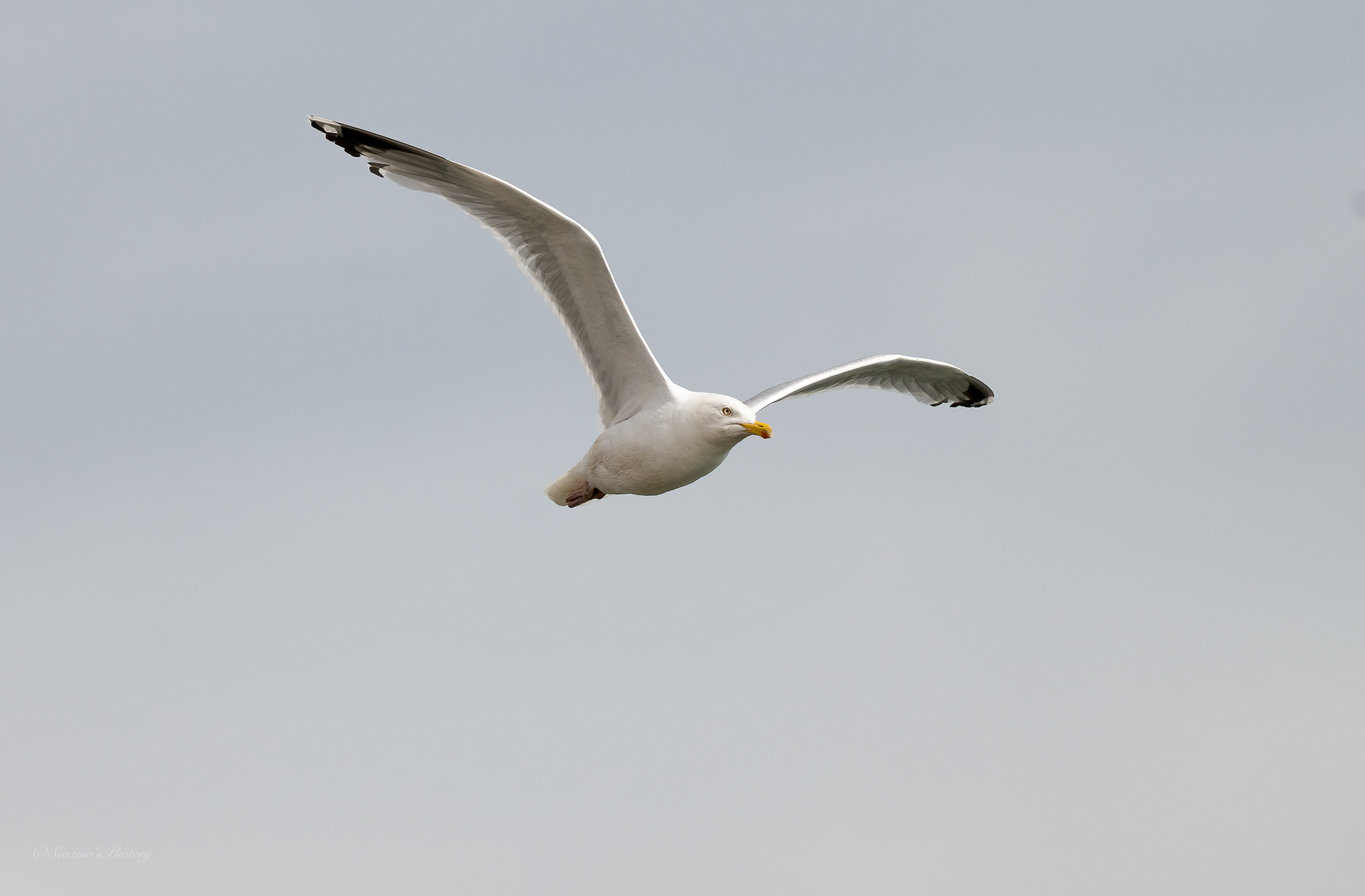 Herring Gull