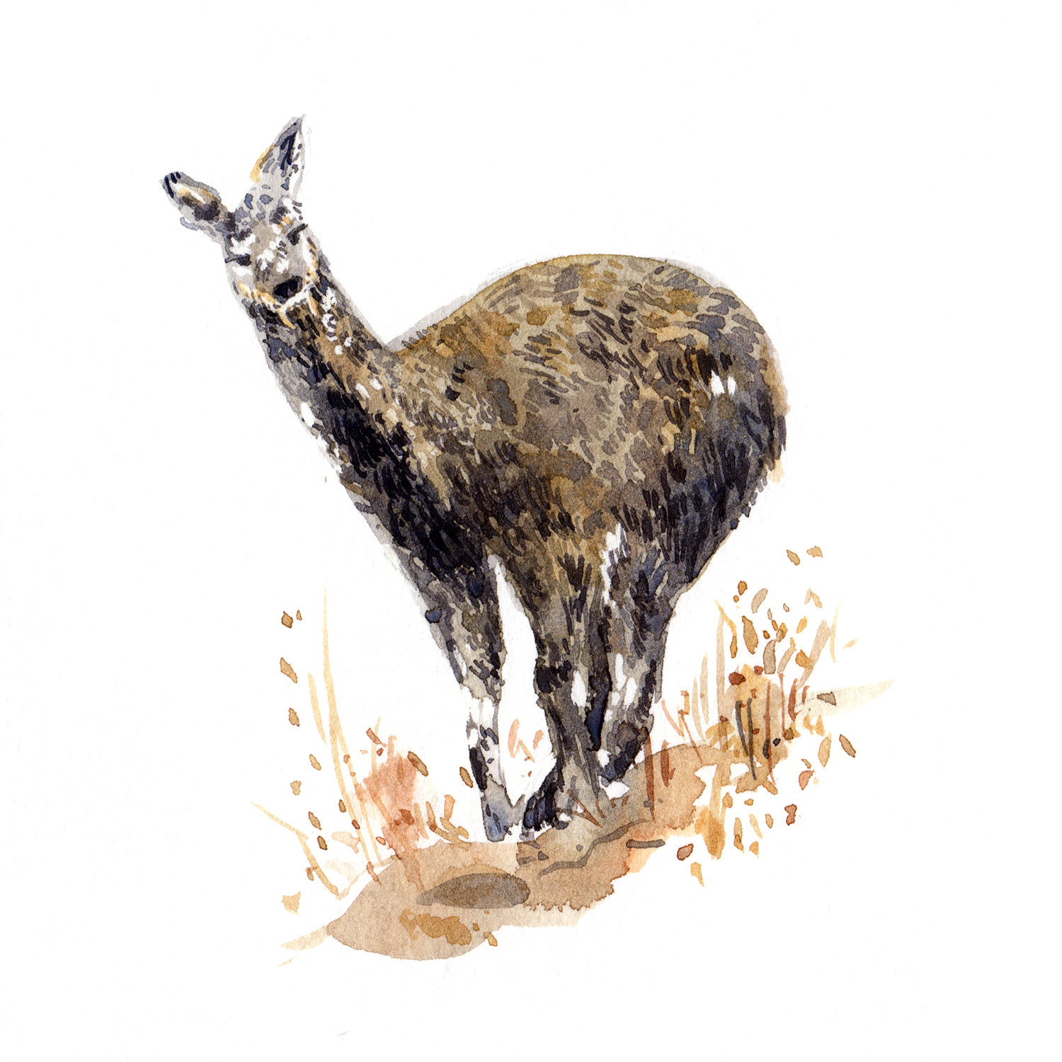 Musk Deer