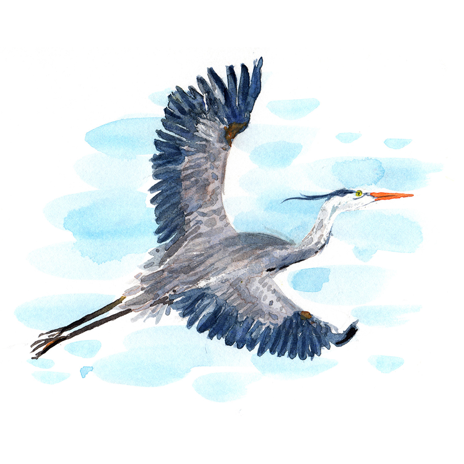 White bellied Heron