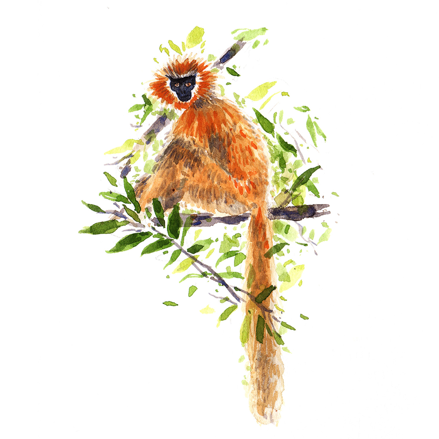 Golden Langur