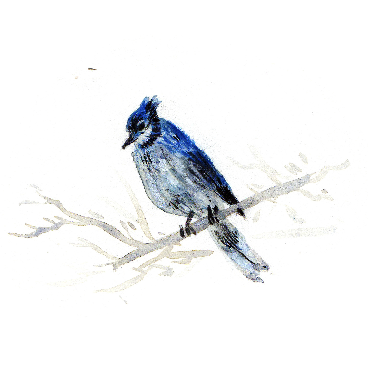 Blue Jay