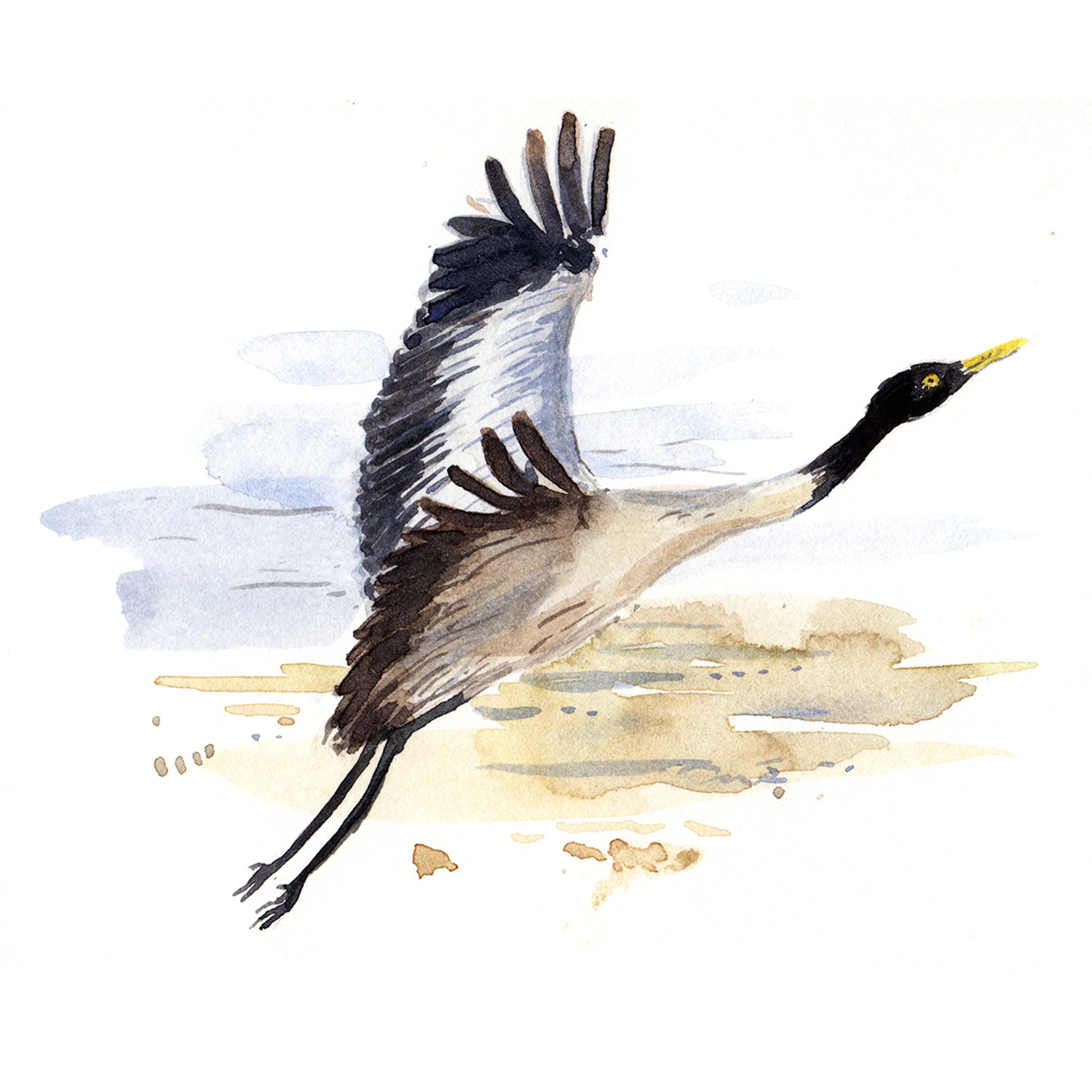 Black necked Crane