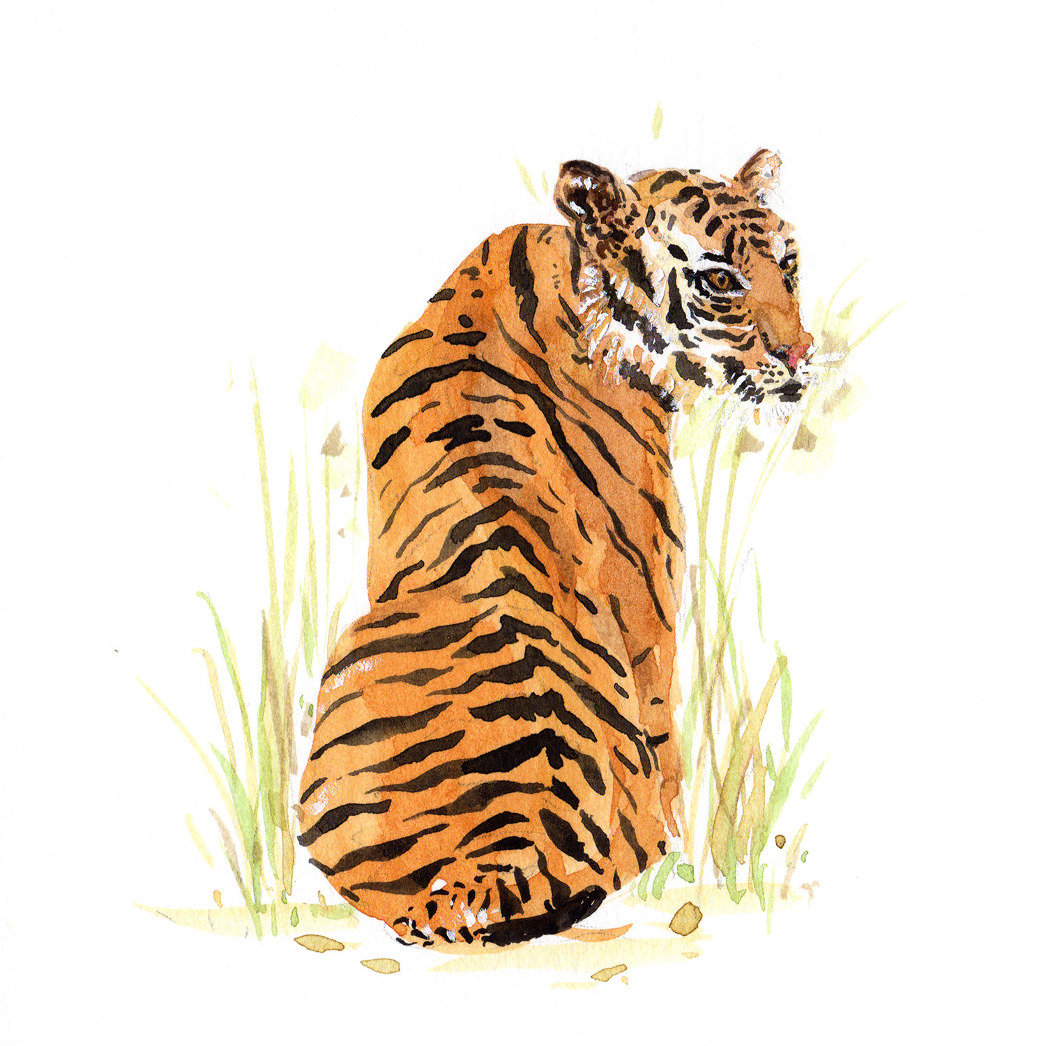 Tiger
