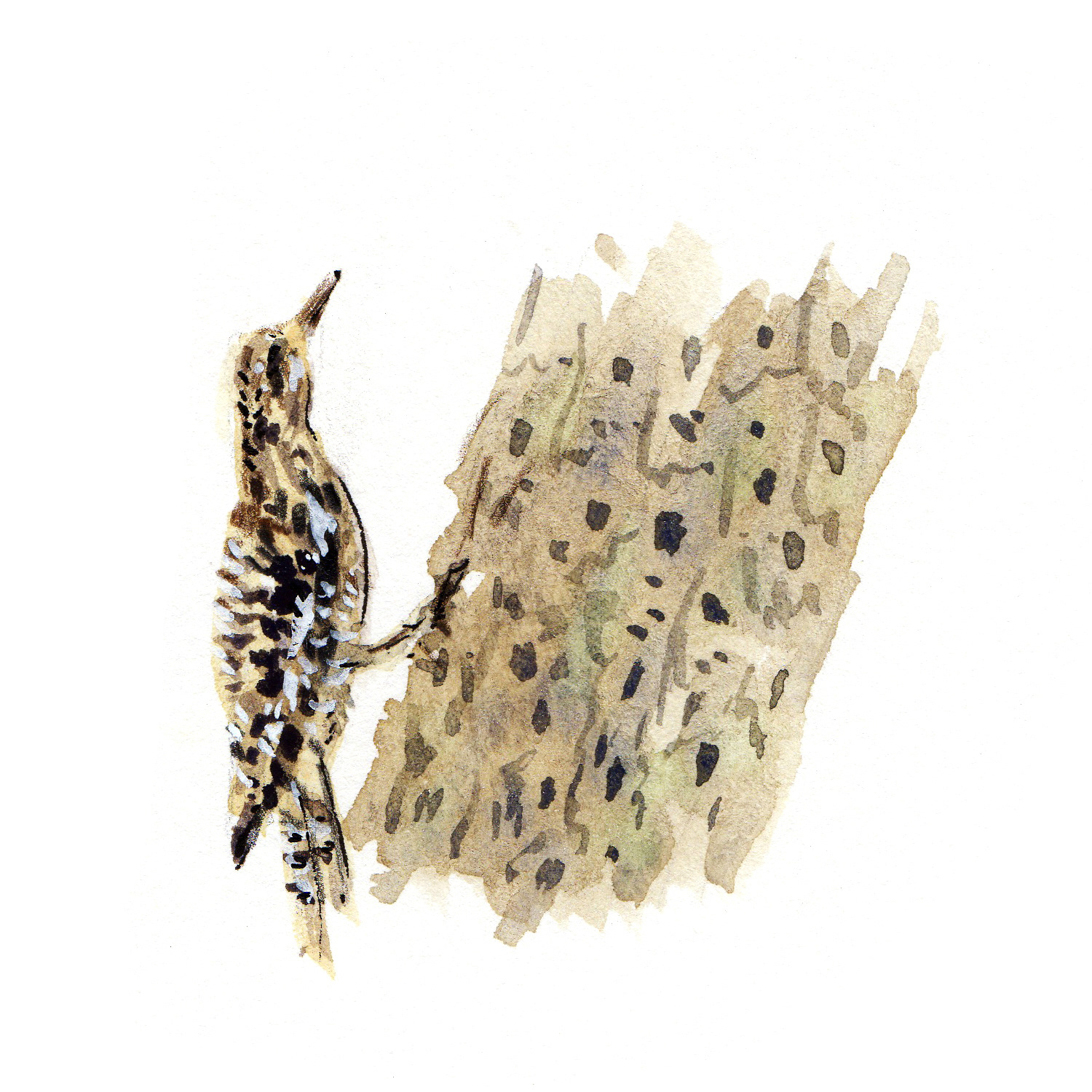 Yellow bellied Sap Sucker