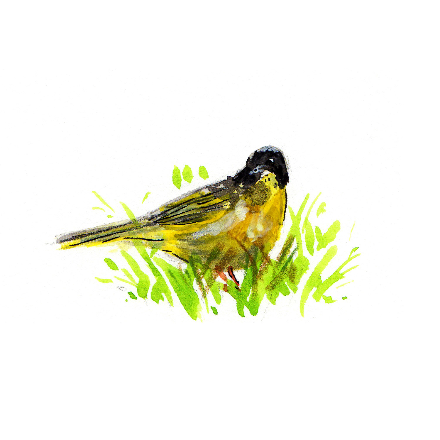 Common Yellowthroat