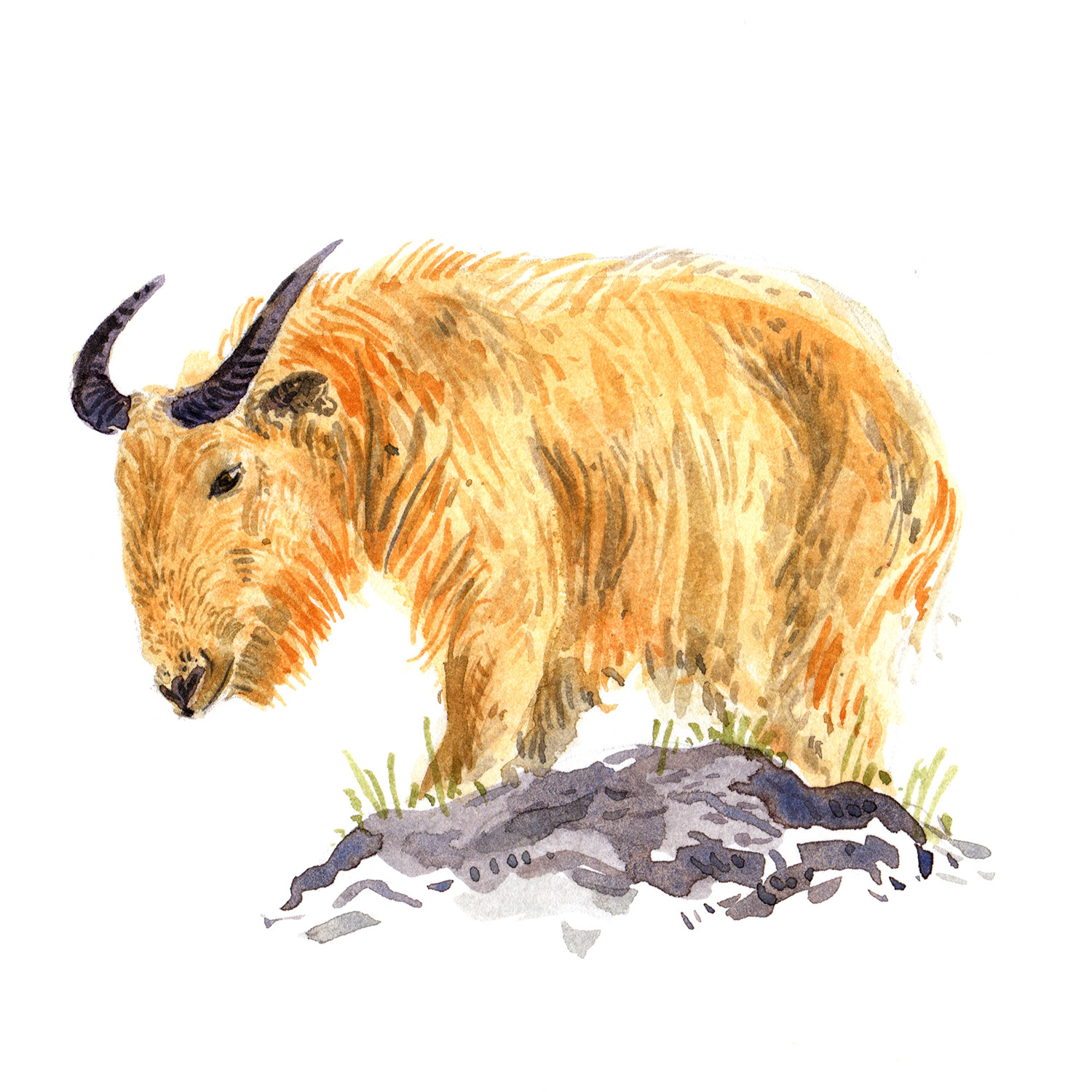 Takin