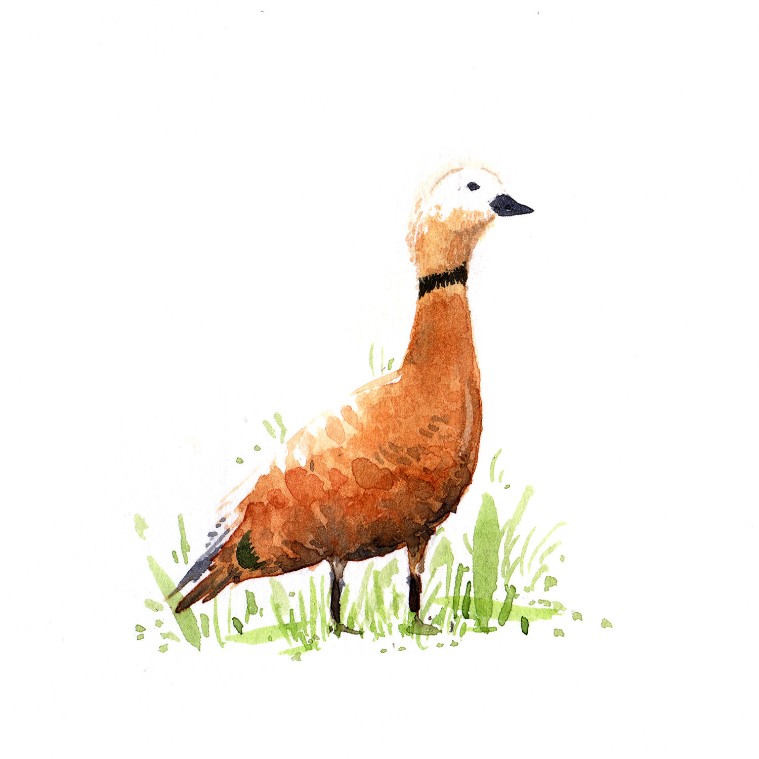 Ruddy Shelduck