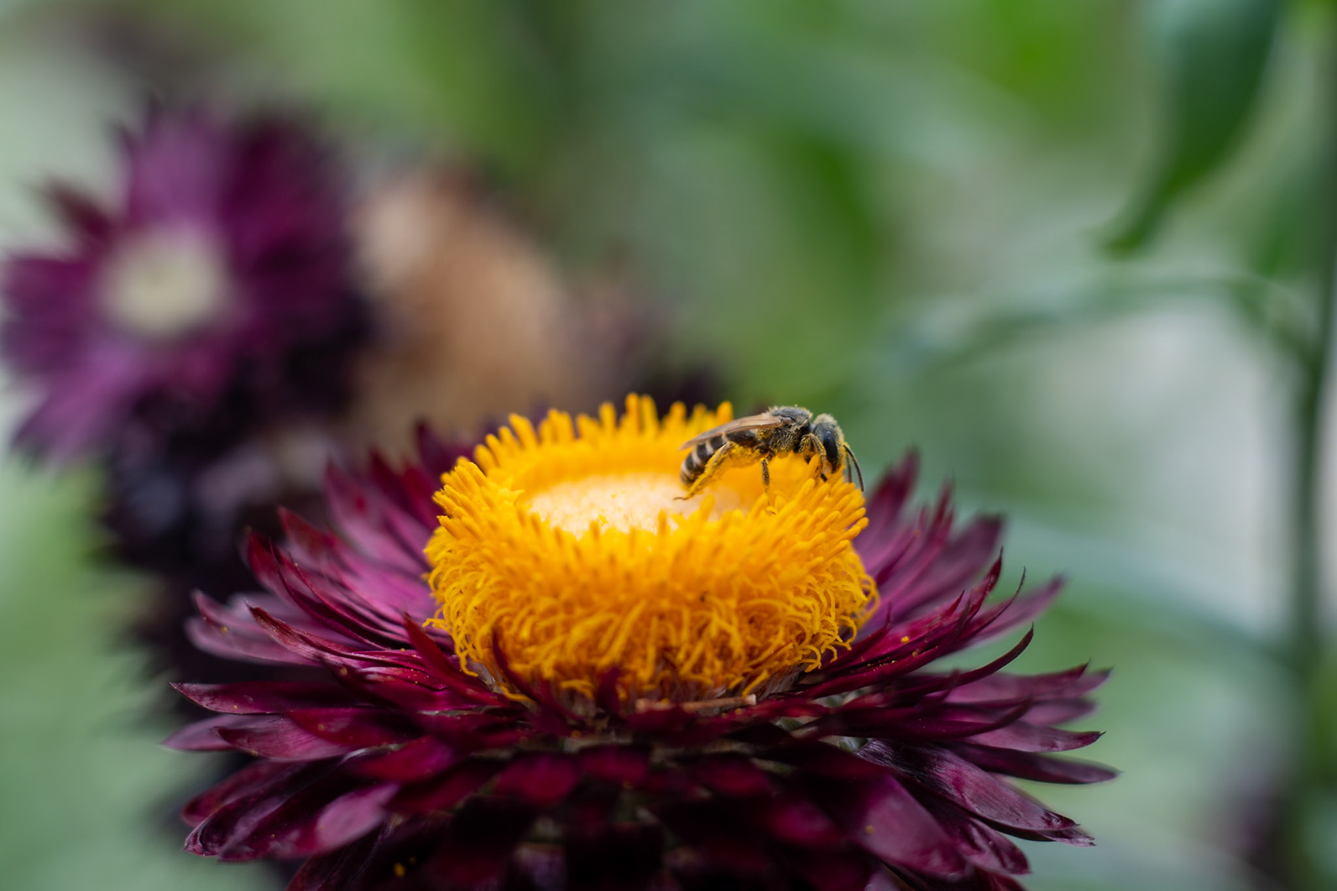 Xerochrysum bracteatum, strawflower or everlasting flower