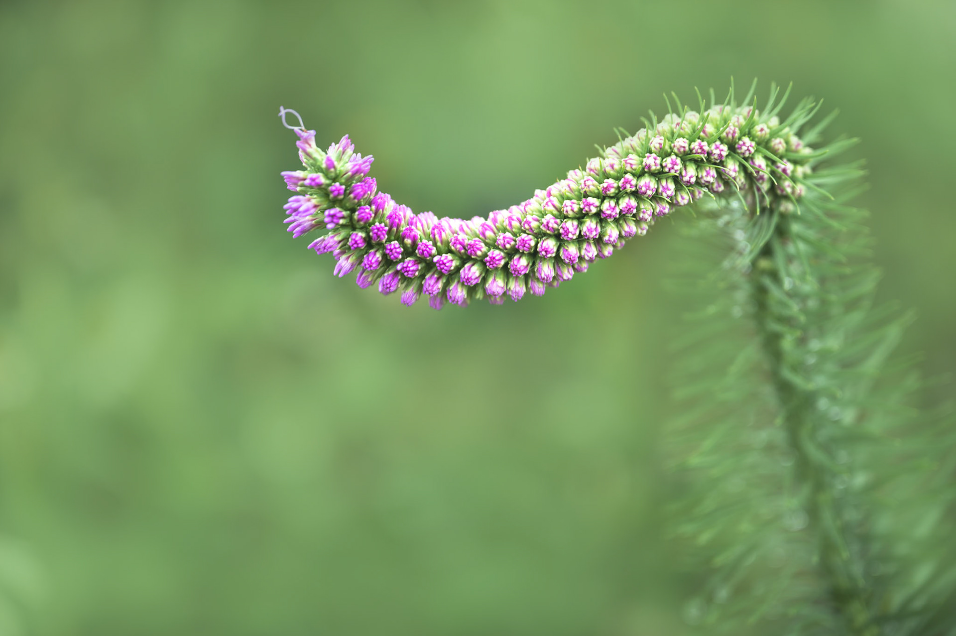 Liatris pycnostachya Michx - Prairie blazingstar
