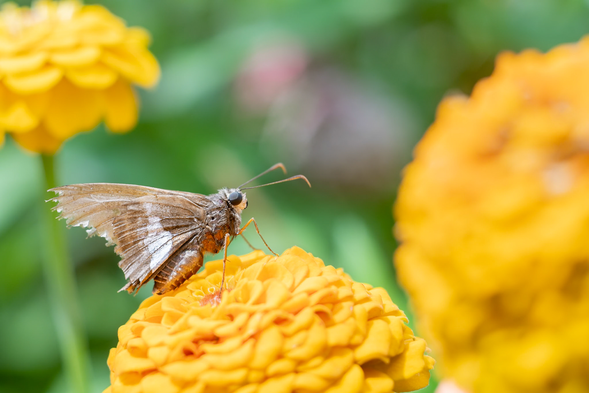 Silver-spotted Skipper butterfly