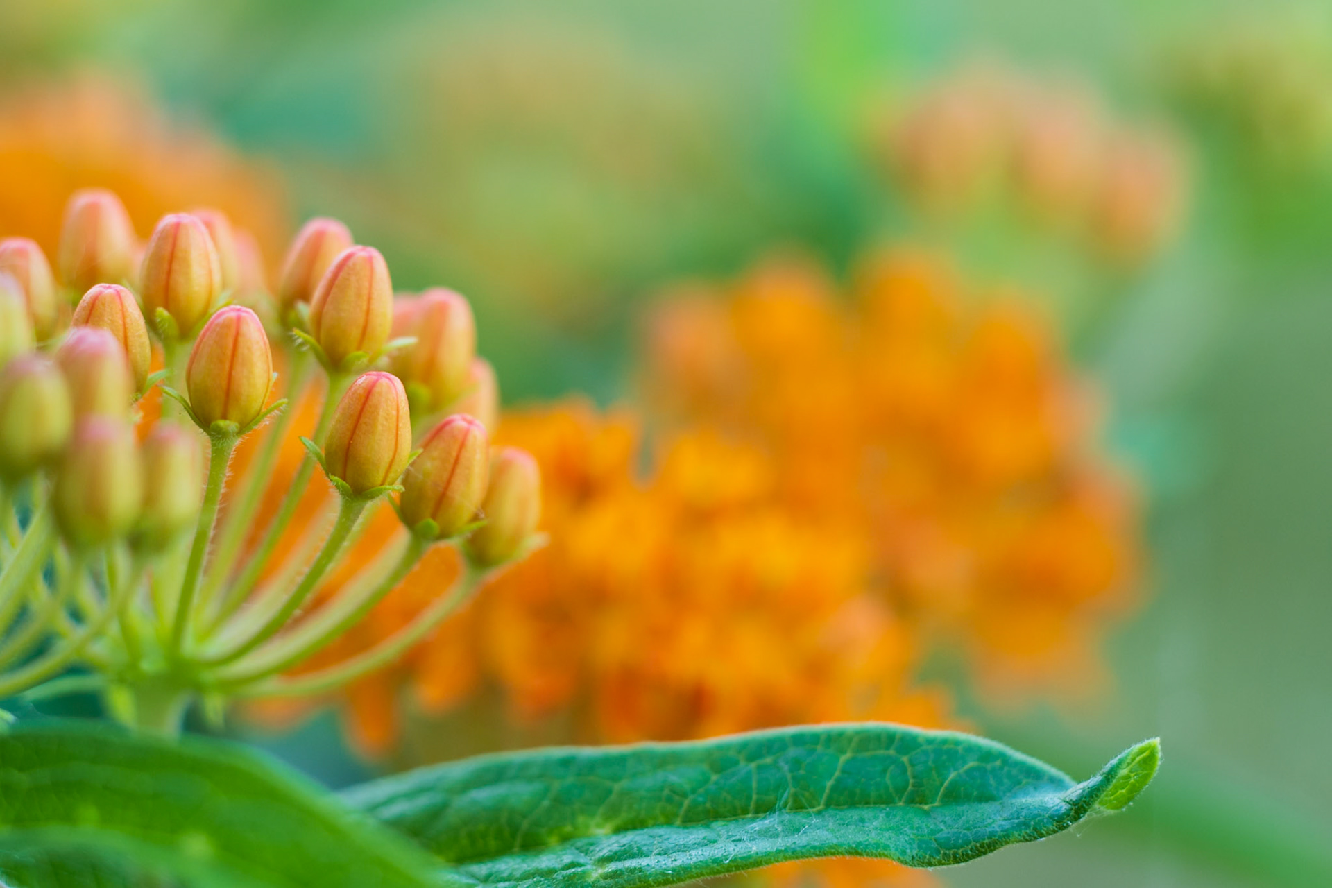 Butterfly Weed