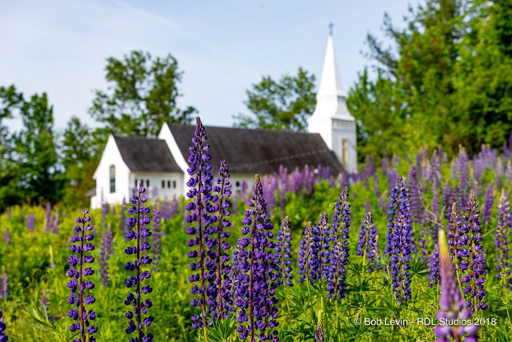 Lupines at Sugar Hill