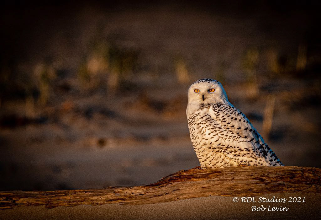 Snowy Owl