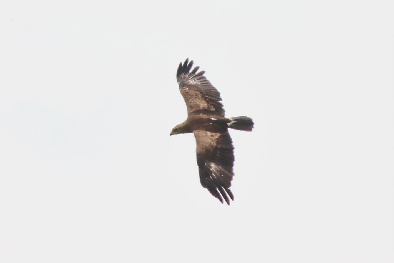 Schreiadler