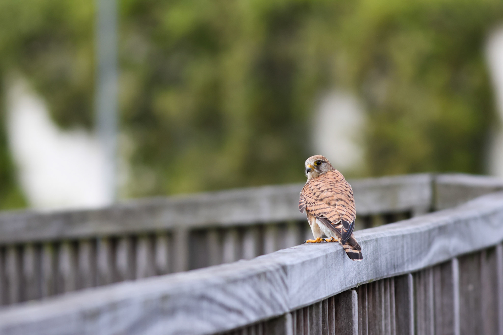 Turmfalke