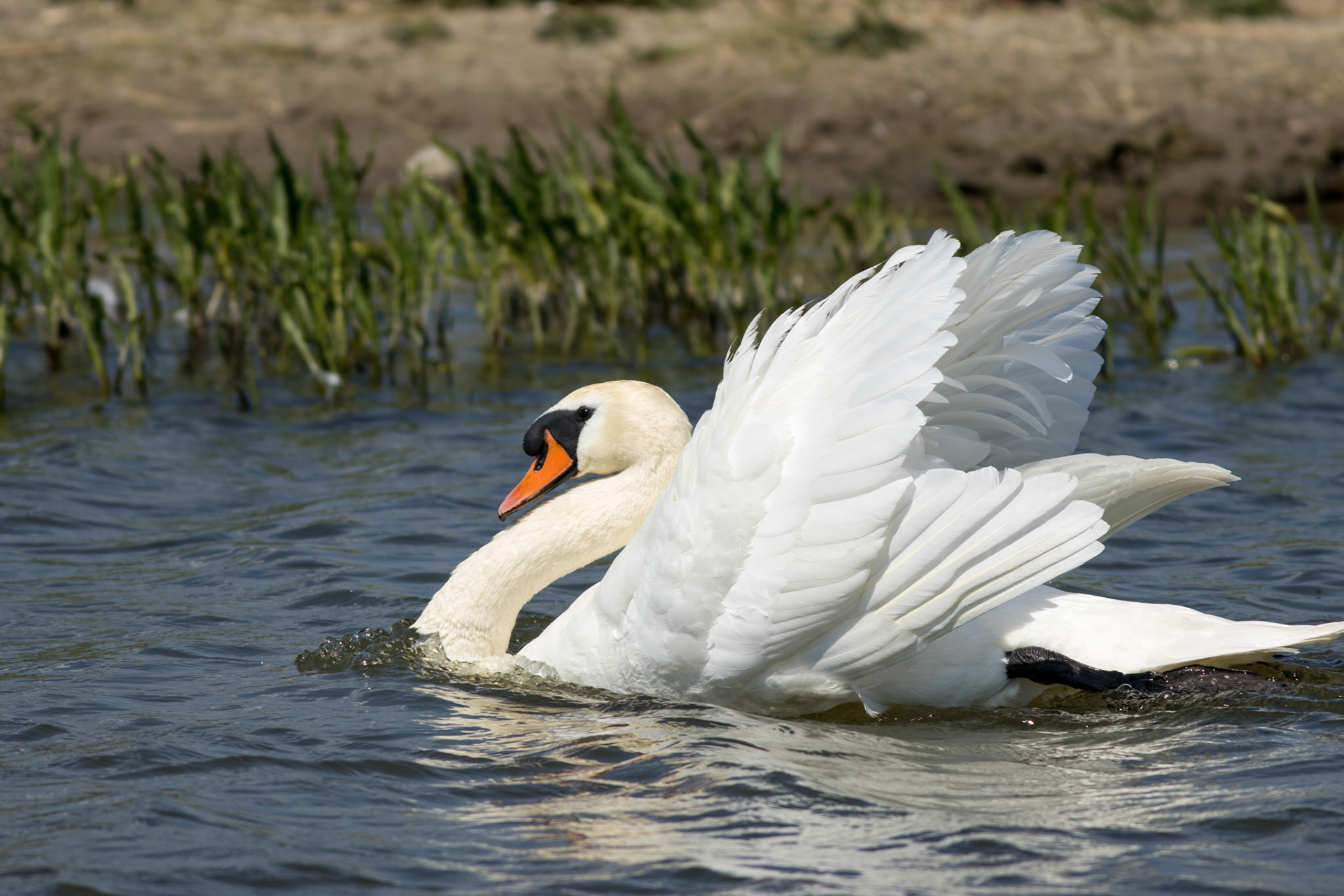 Höckerschwan