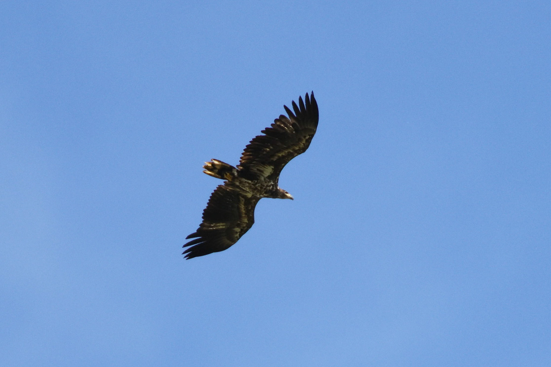 Seeadler