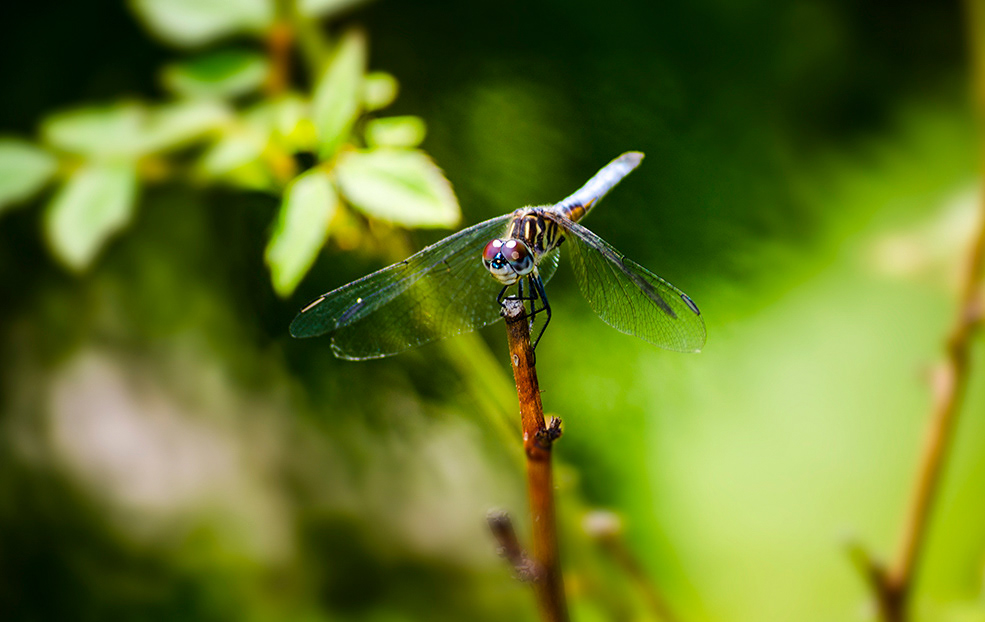 Dragonfly