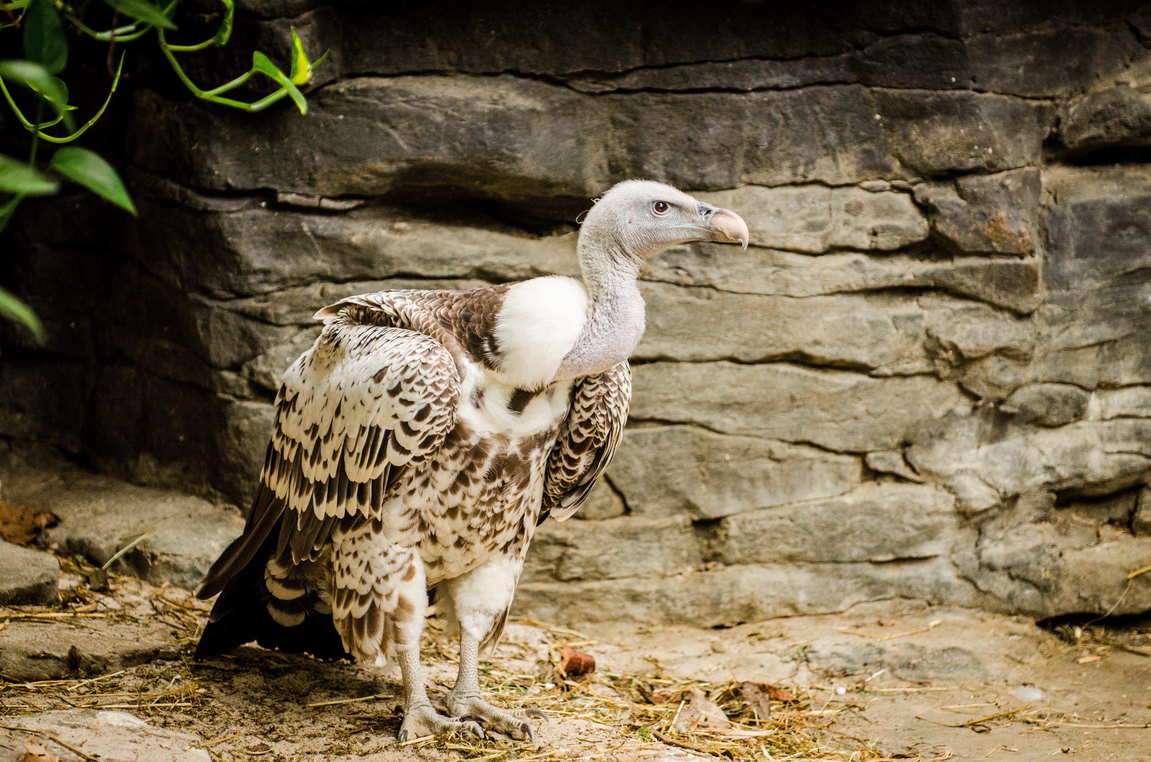 Vulture