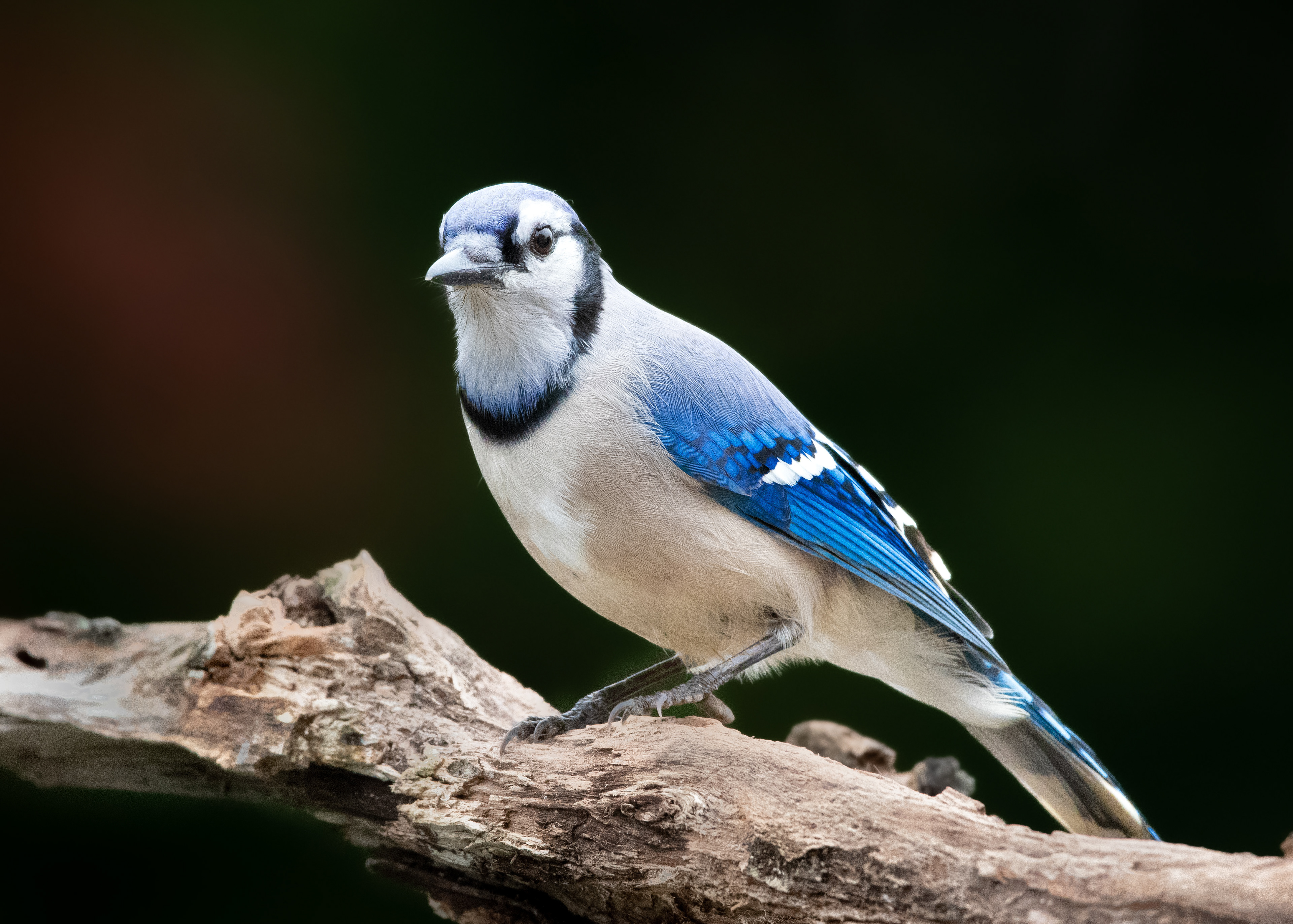 Blue Jay