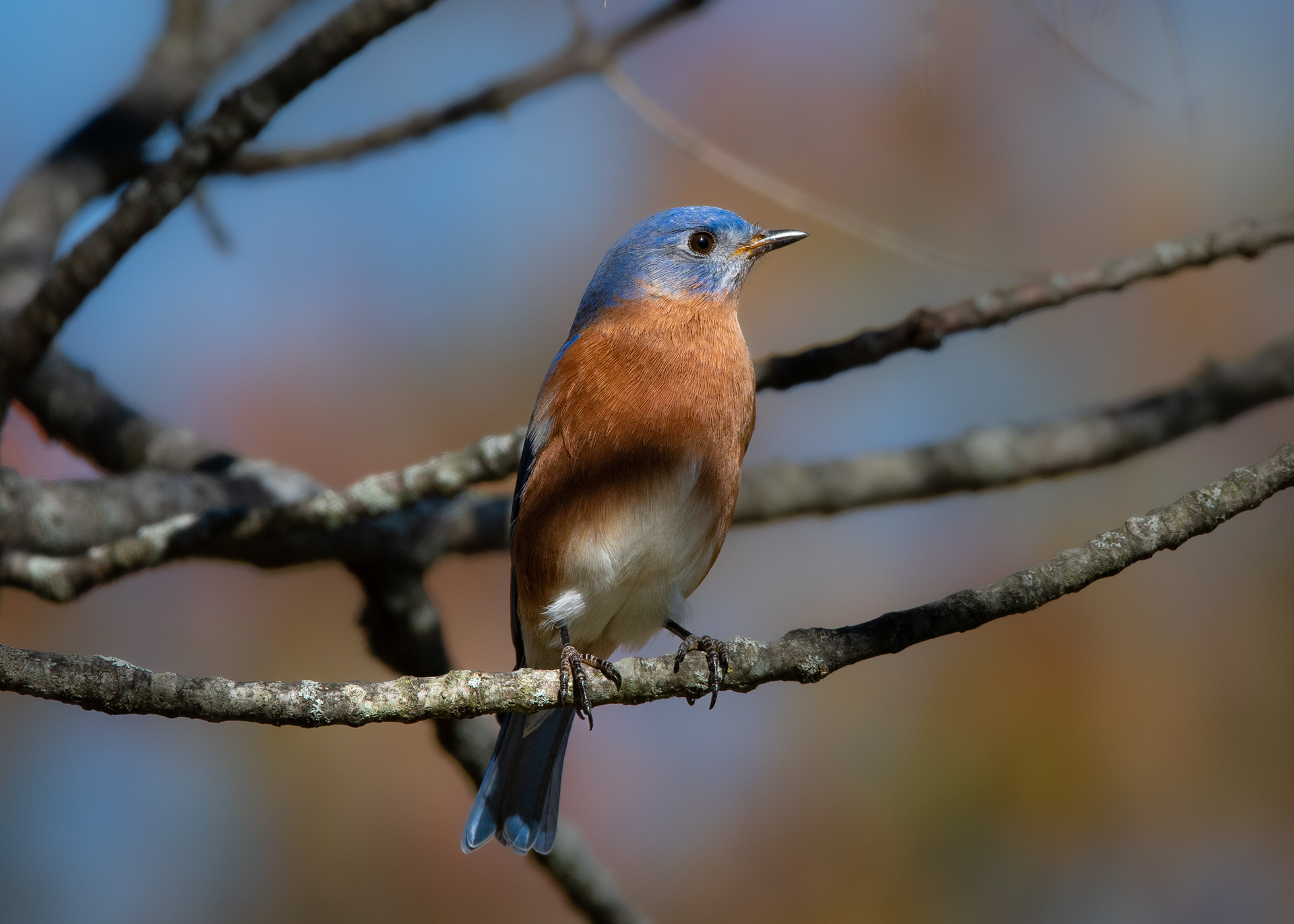 Eastern Bluebird - Sialia