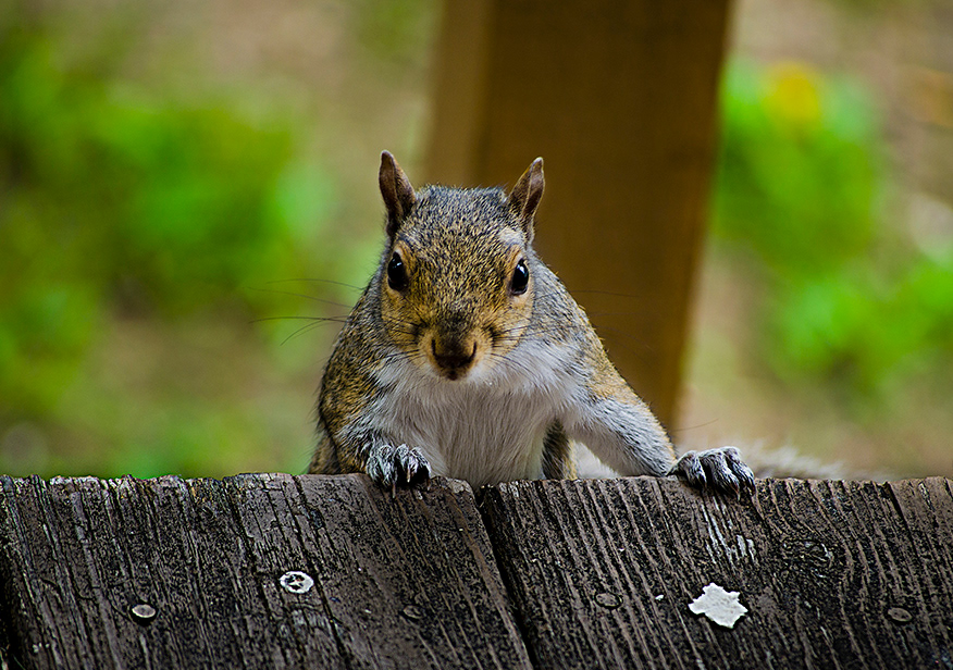 Squirrel