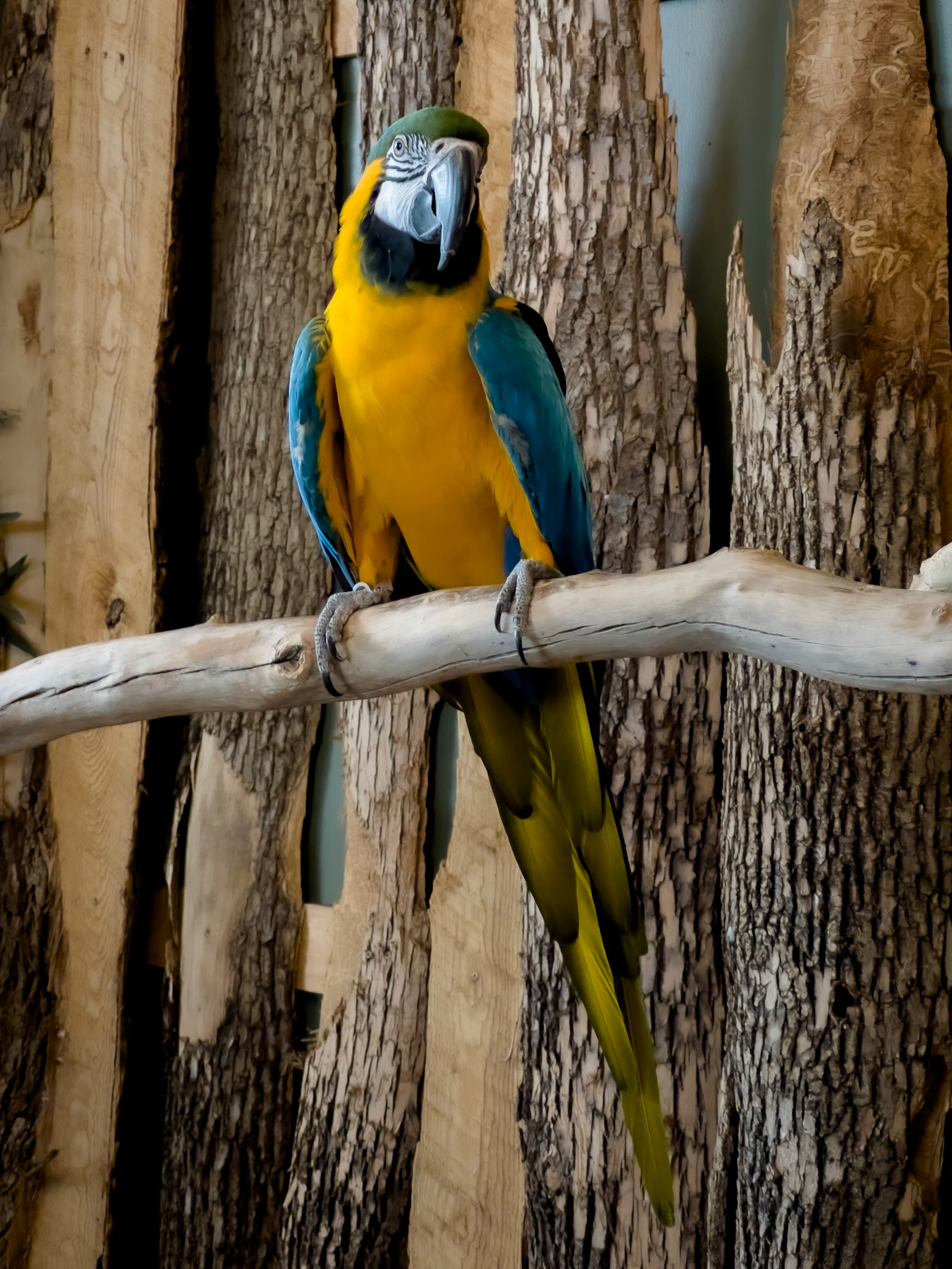 Macaw