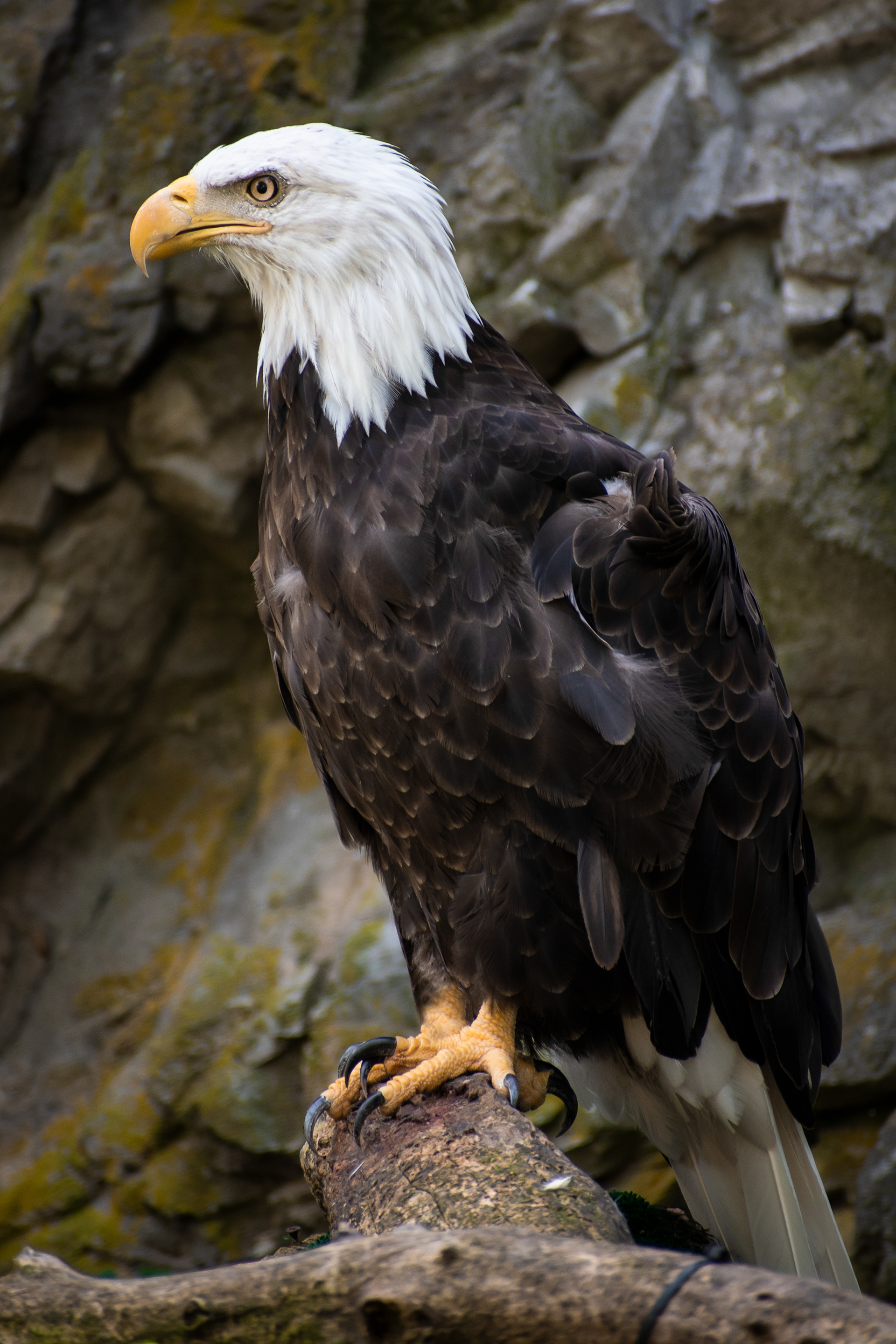 American Bald Eagle