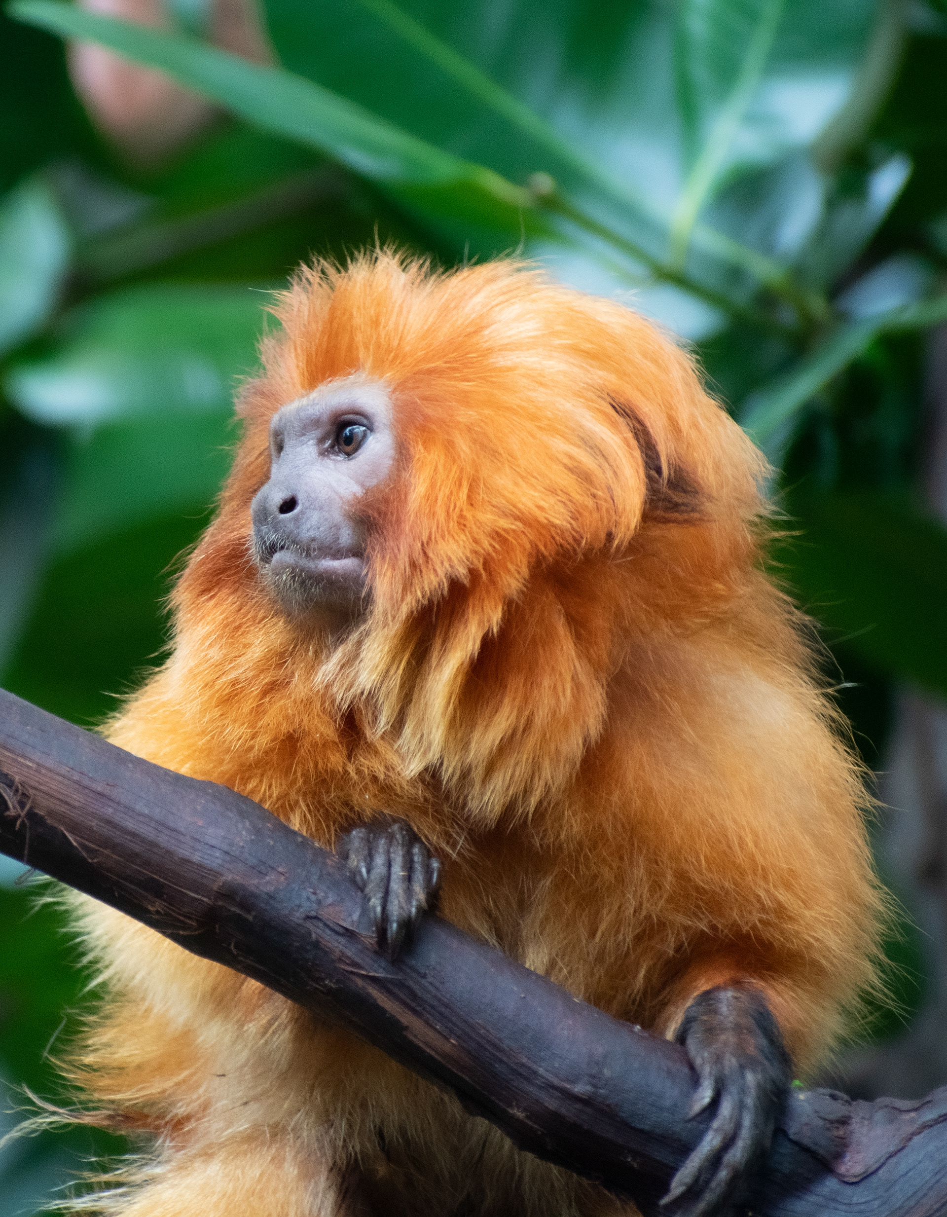 Golden Lion Tamarin