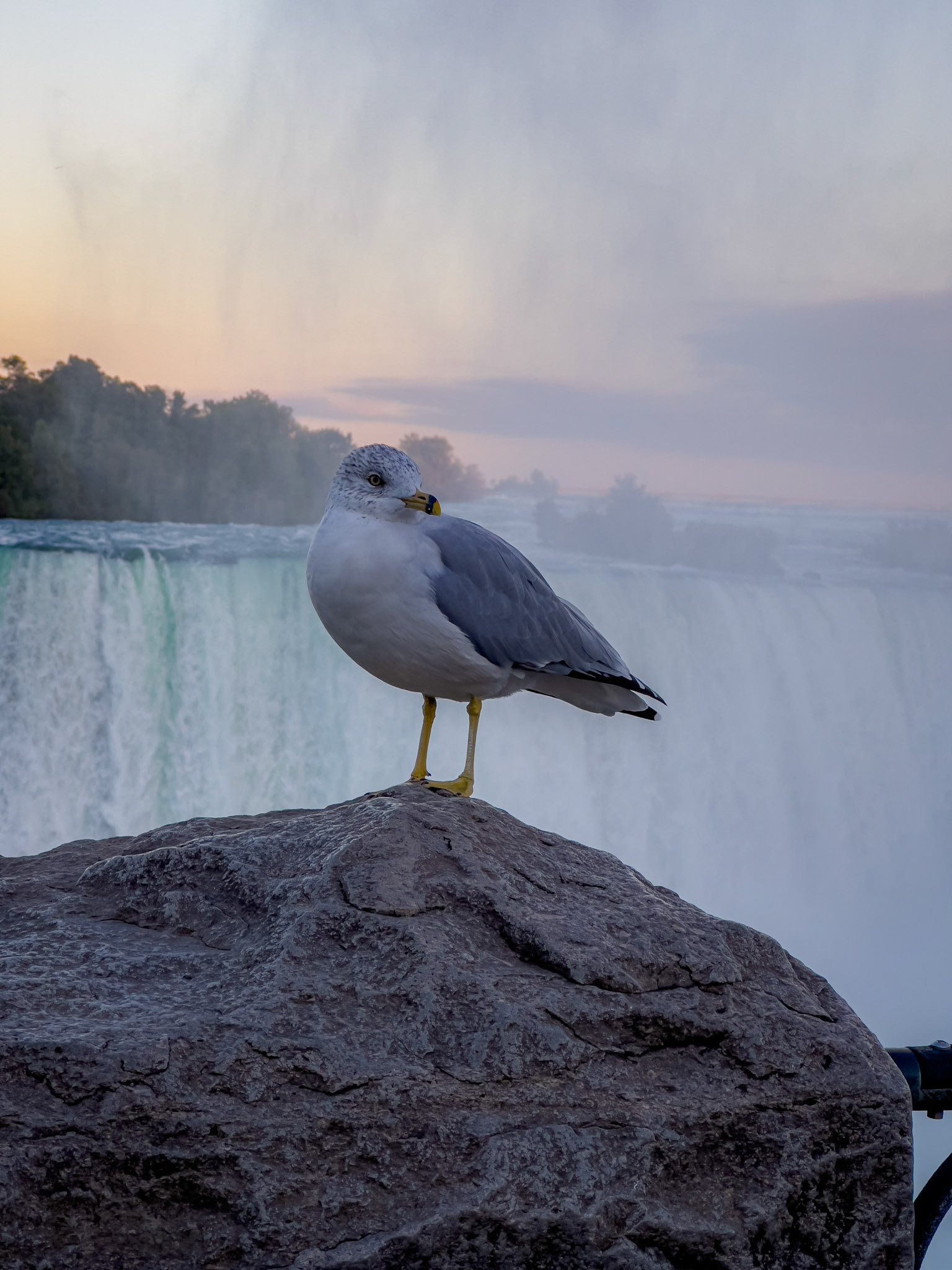Seagull at the Falls - Canada