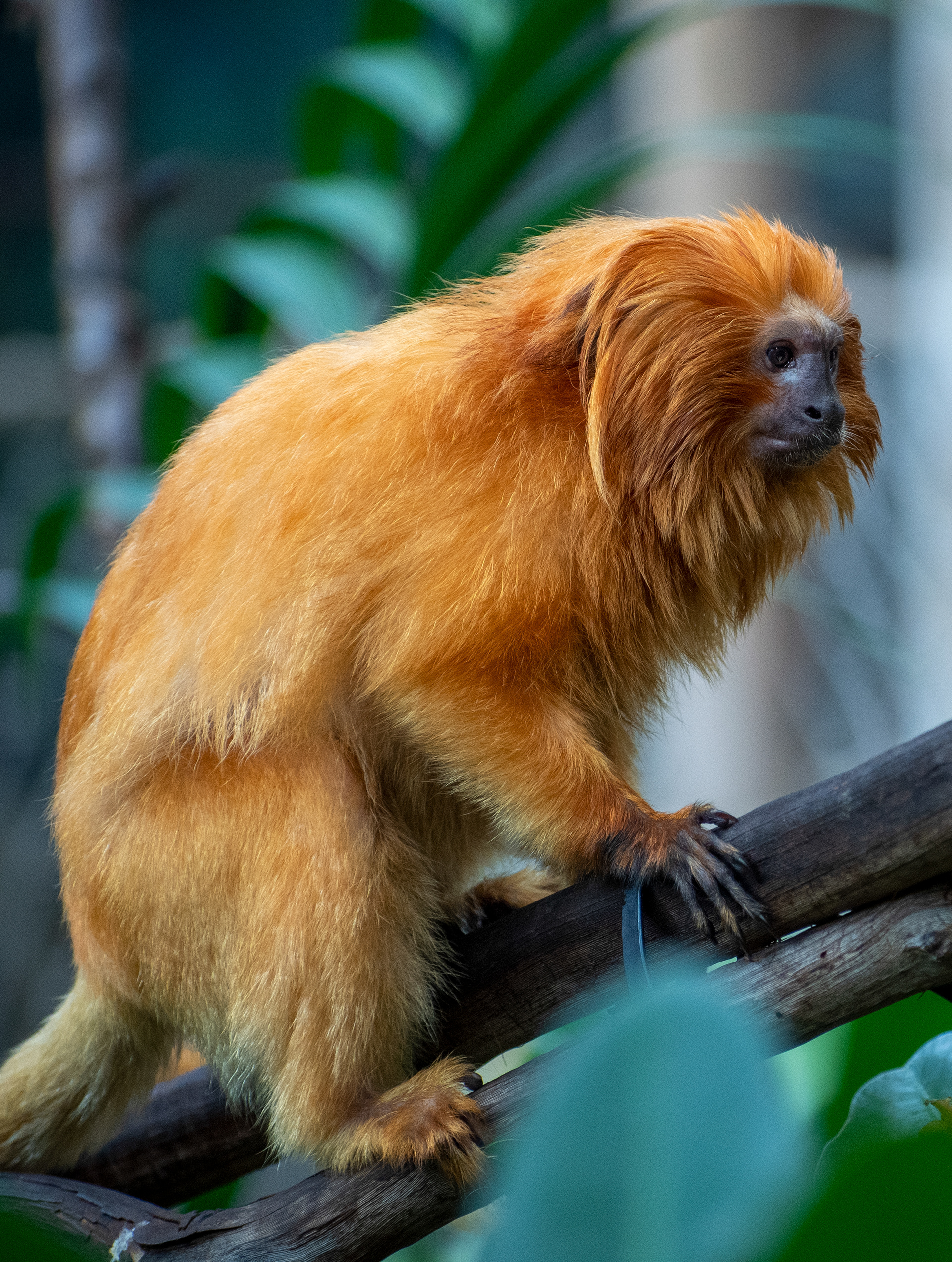 Golden Lion Tam