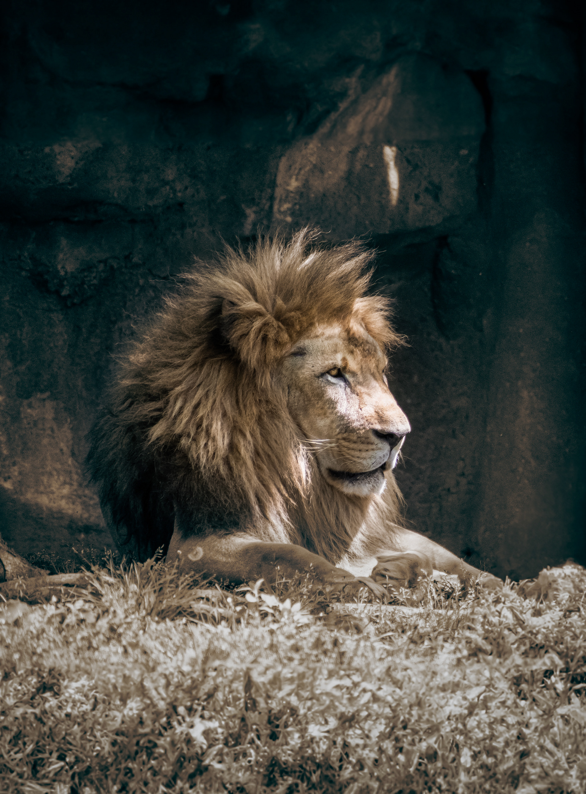 Lion King
