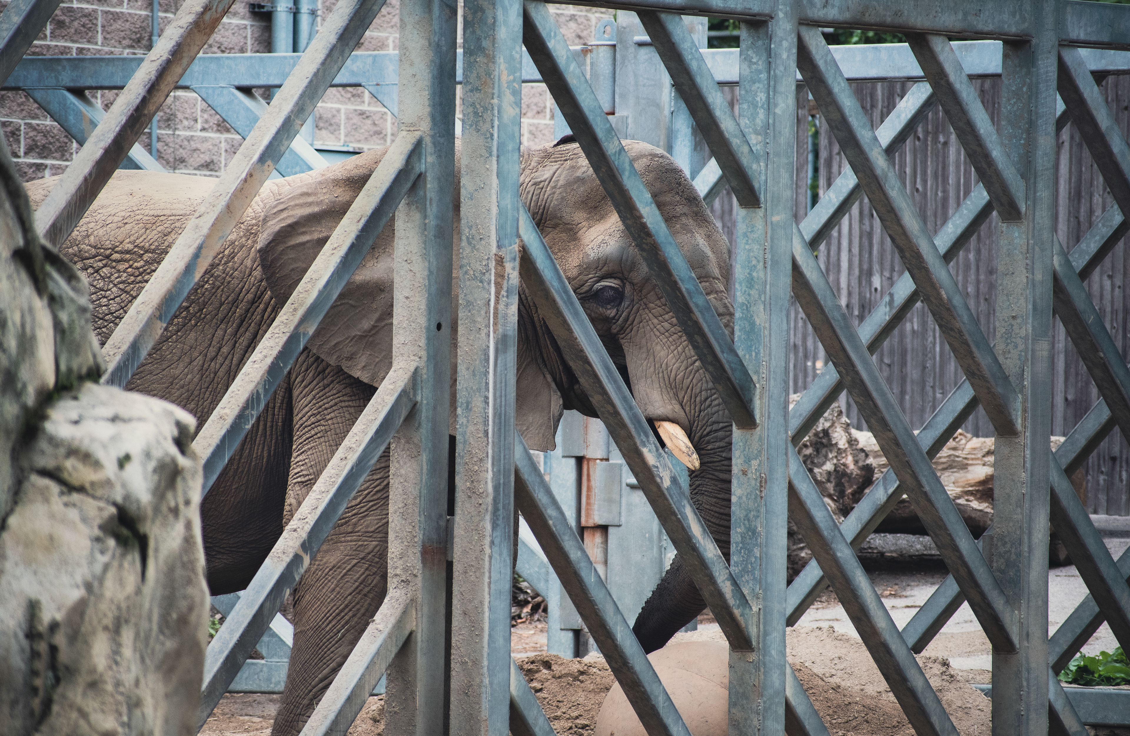 Elephants do not belong in zoos!