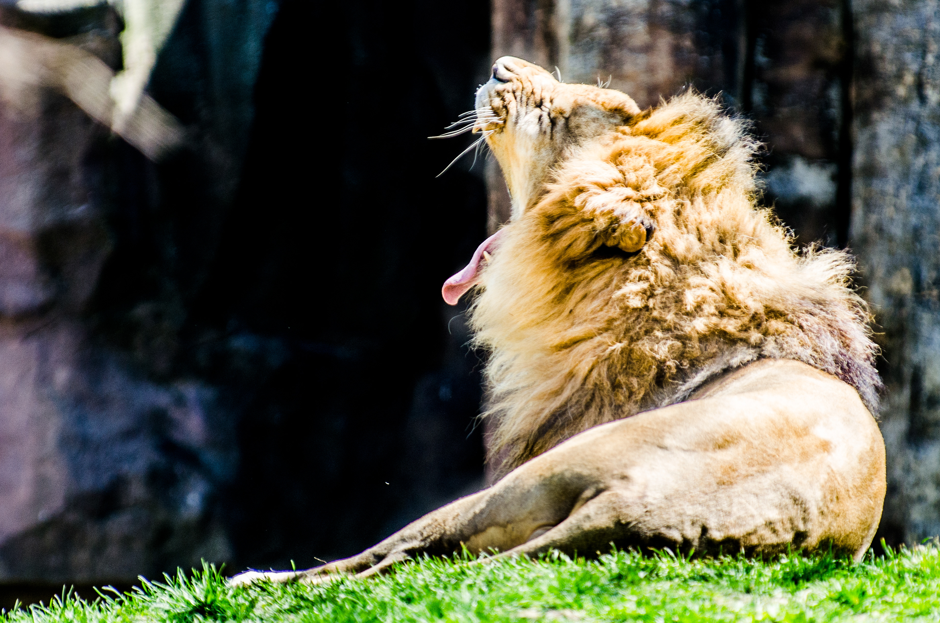 Lion