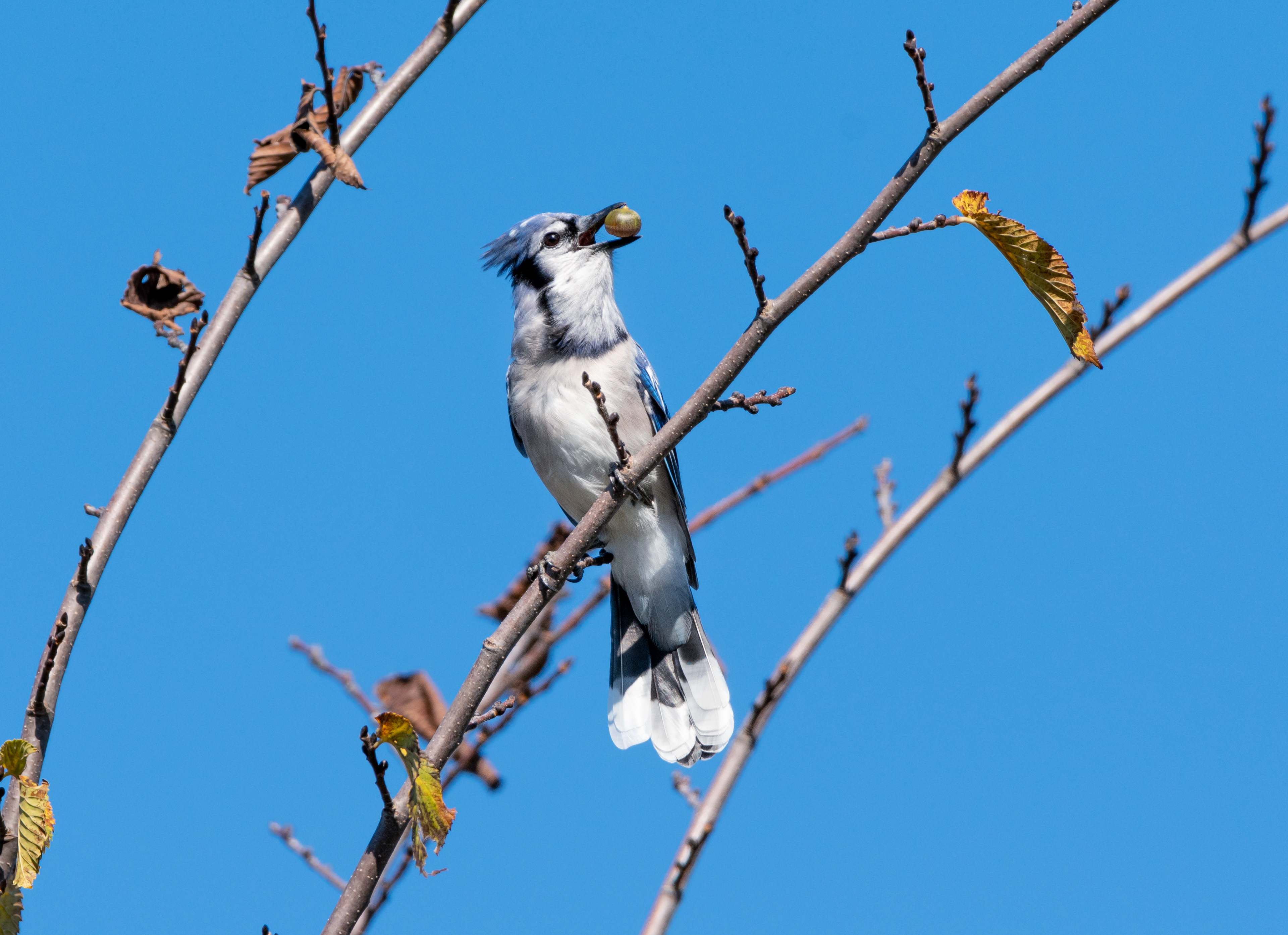 blue Jay
