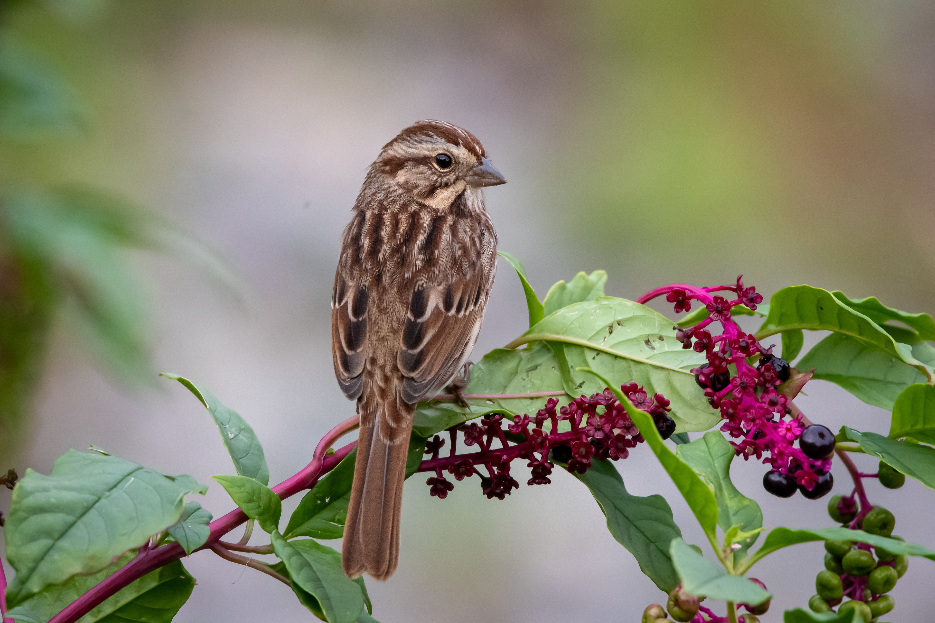Song Sparrow