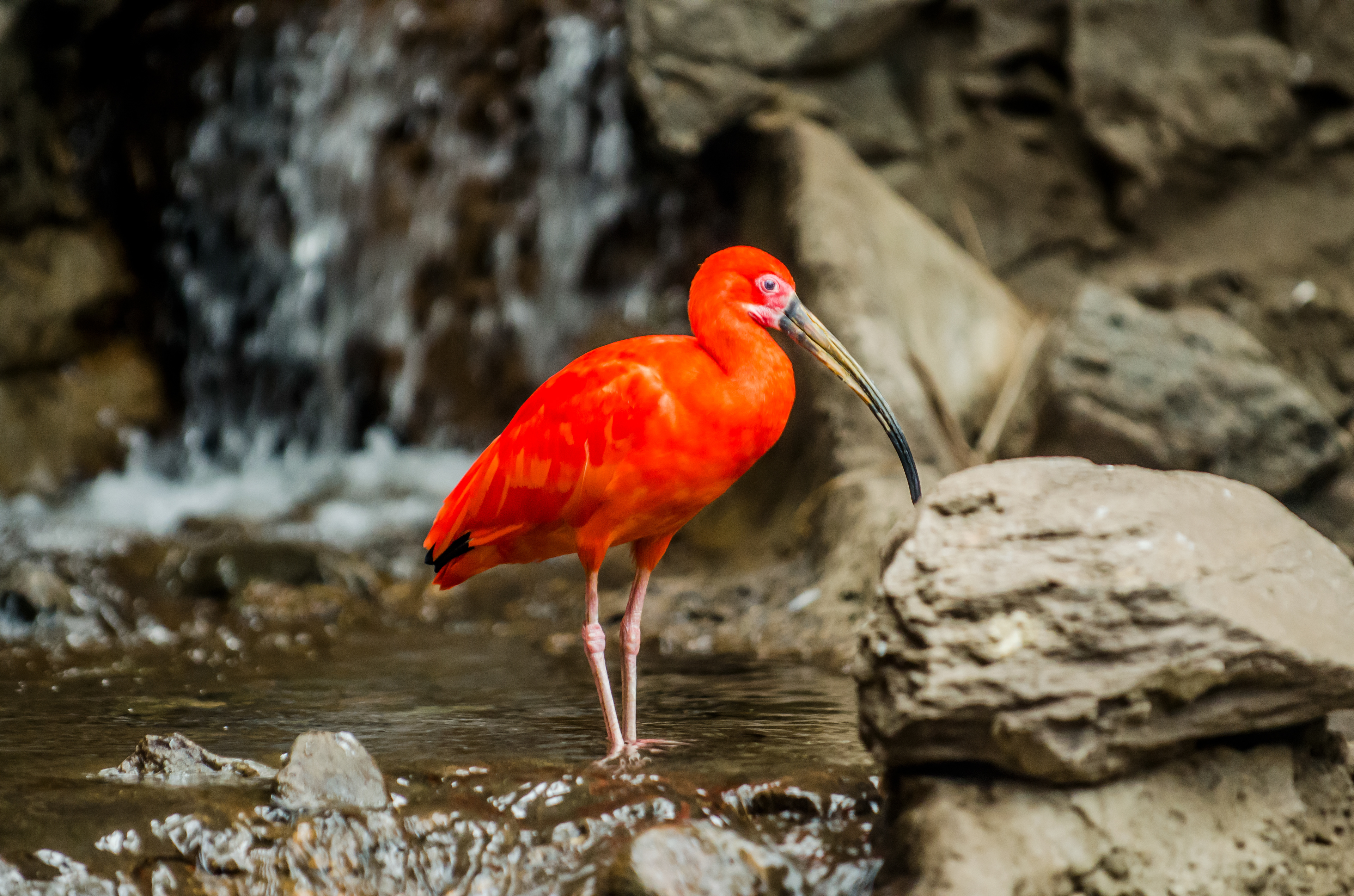 Scarlet Ibis