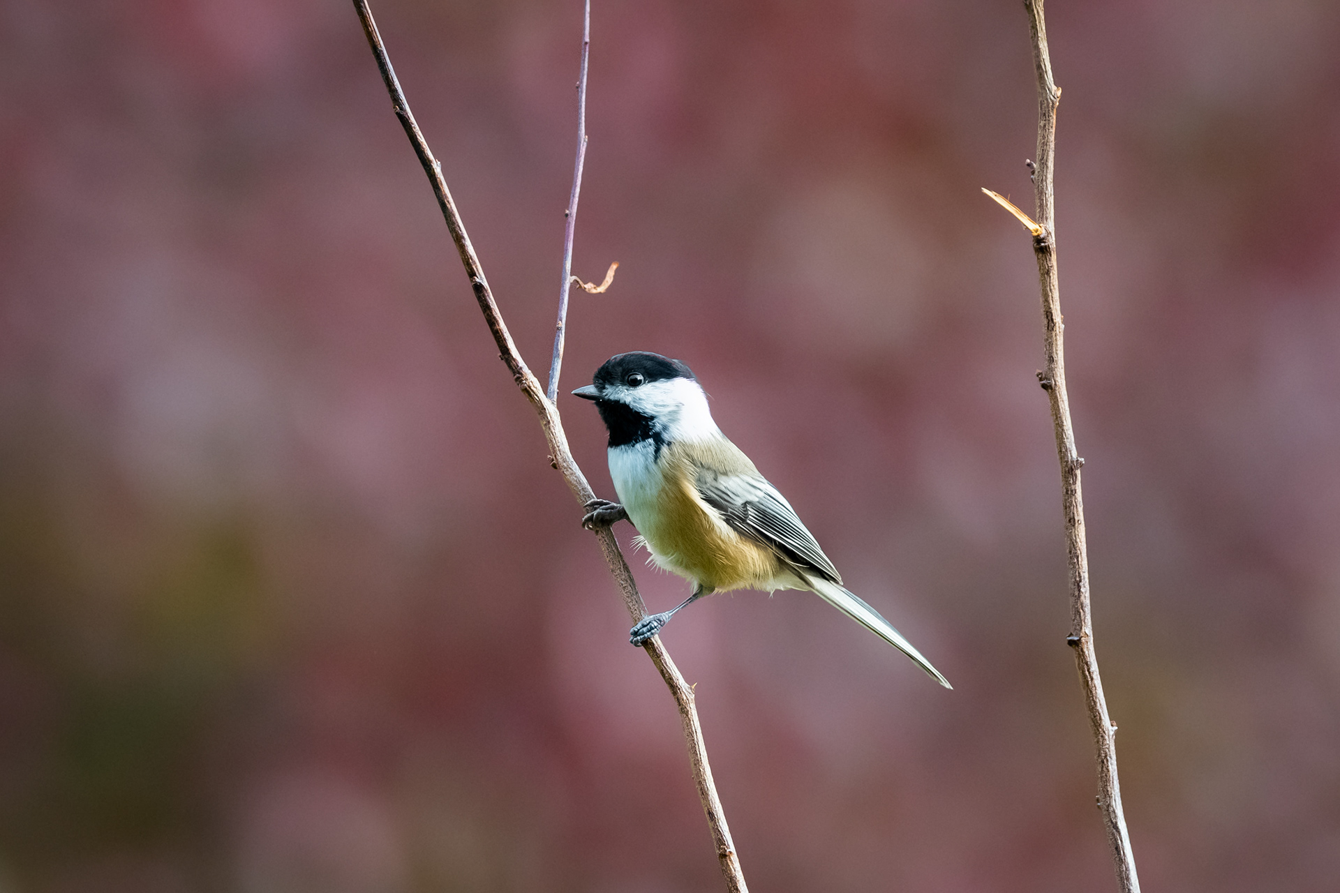 Black-capped Chickadee