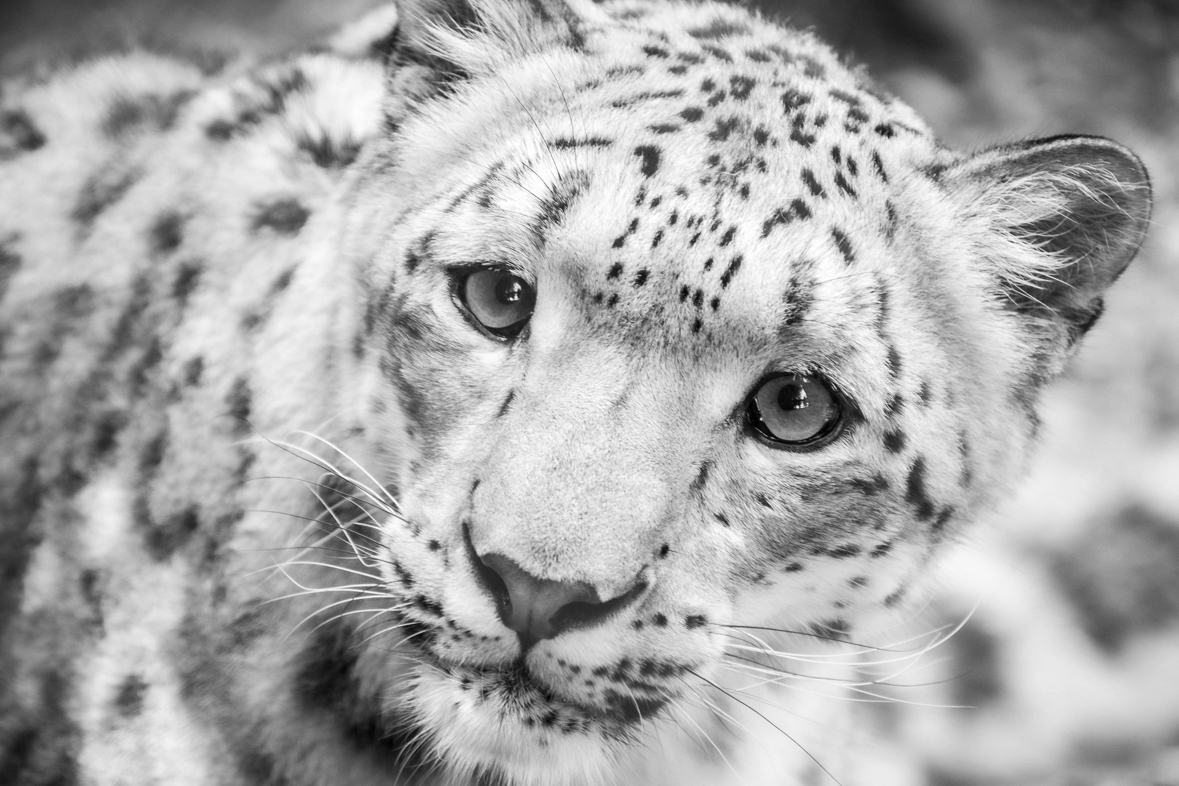 Snow Leopard