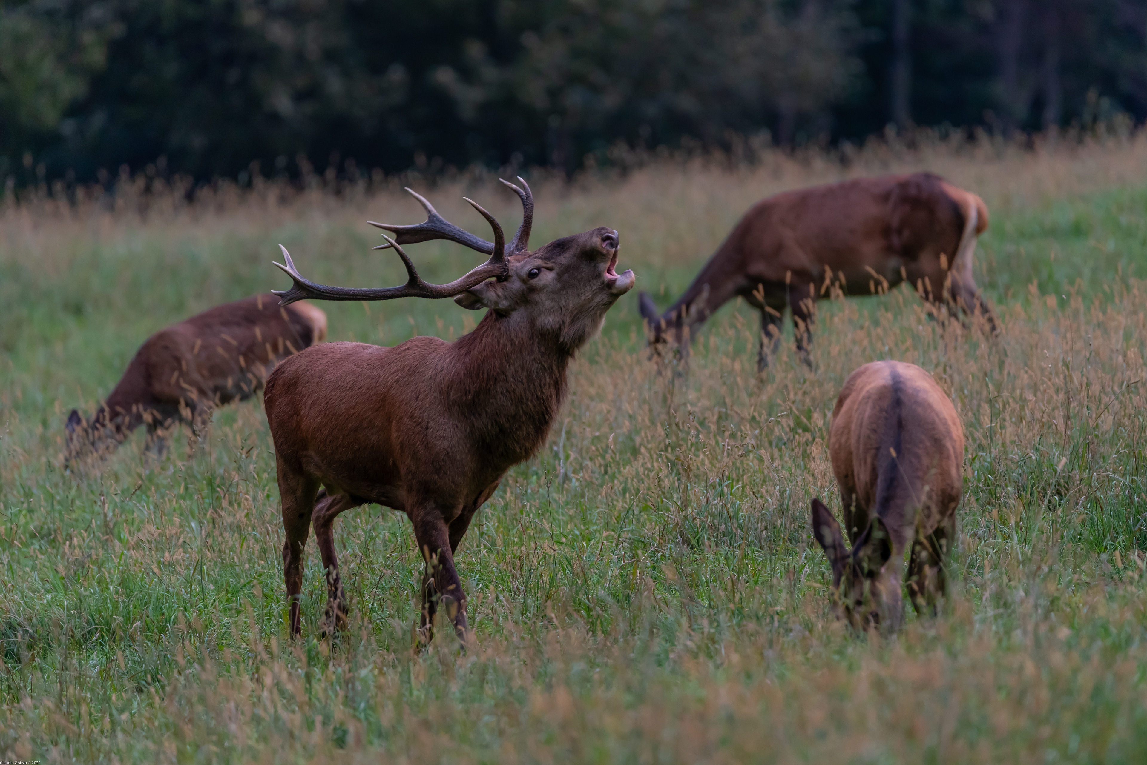 Cervo al bramito 