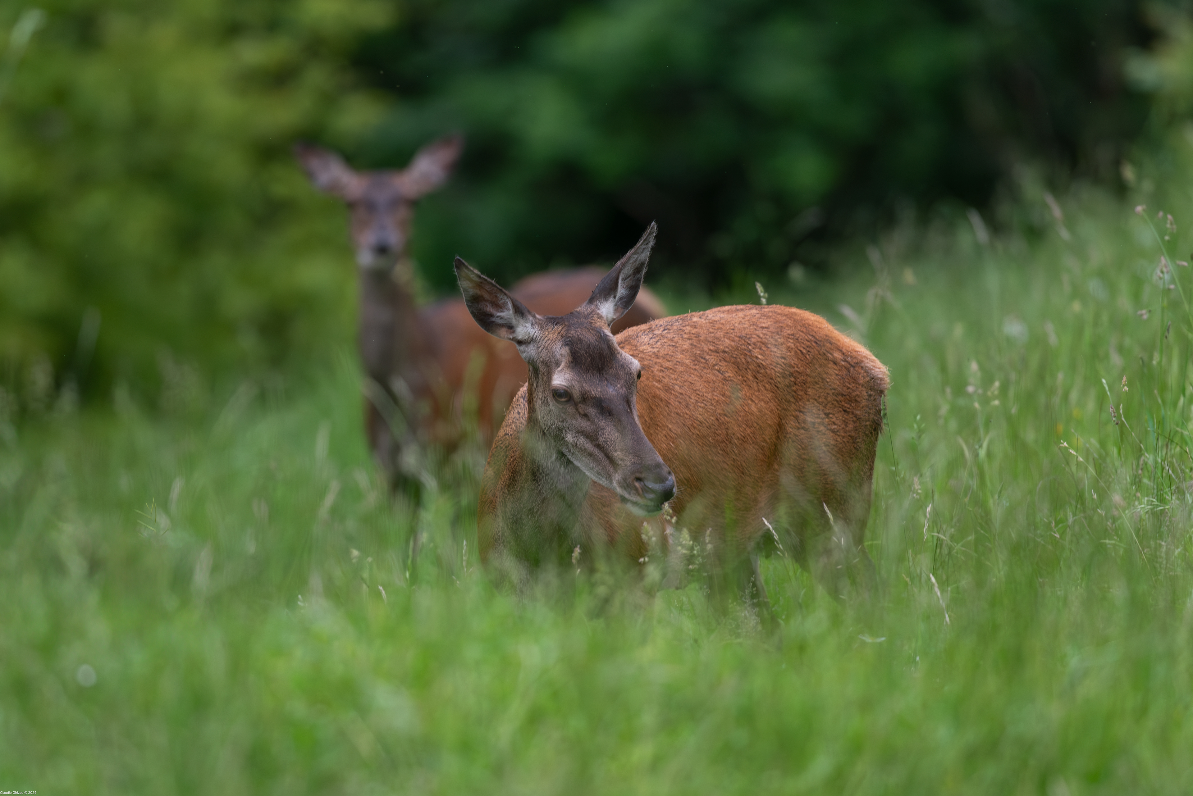 Cervo Femmina