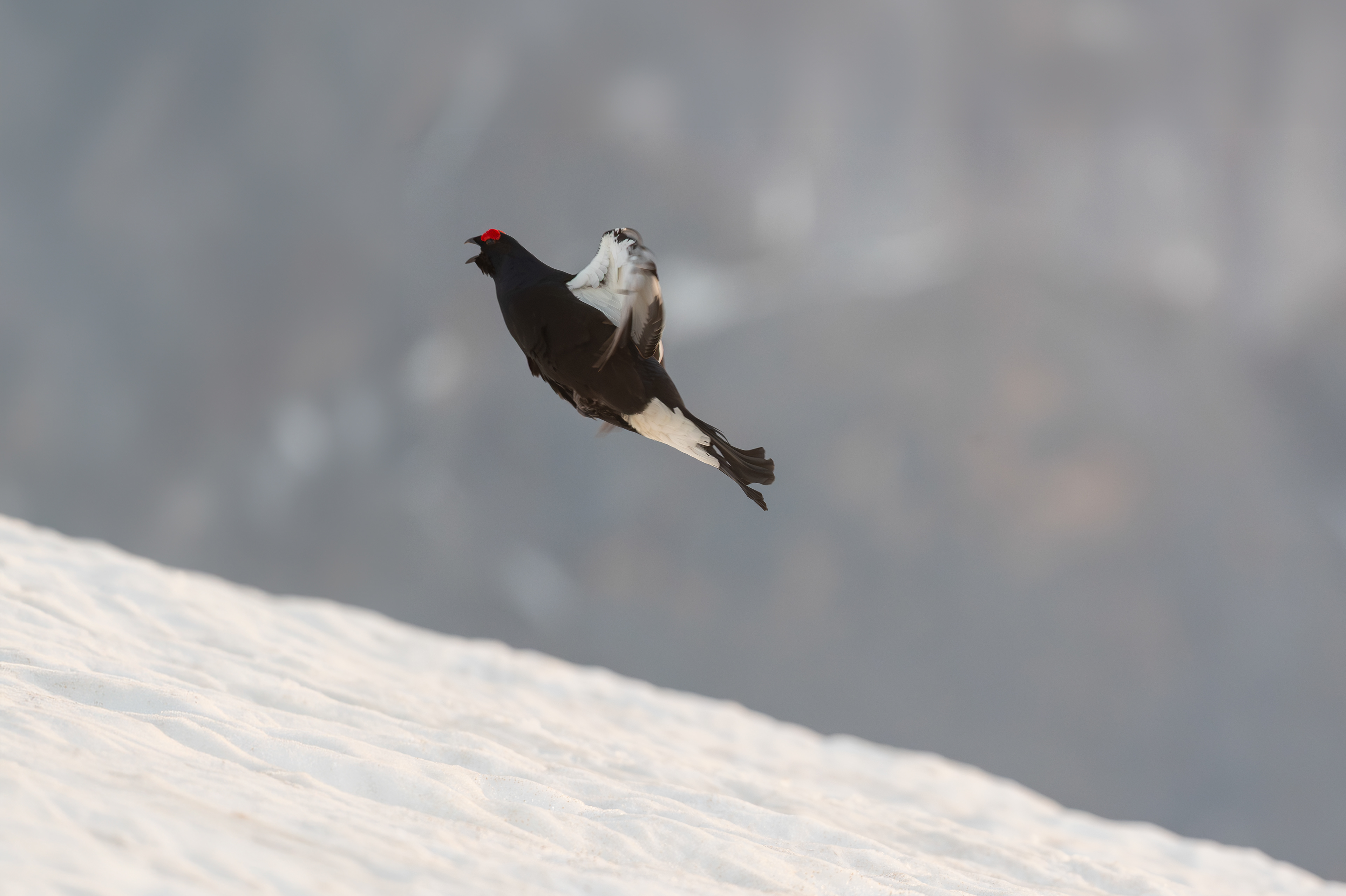 Il volo del Gallo Forcello