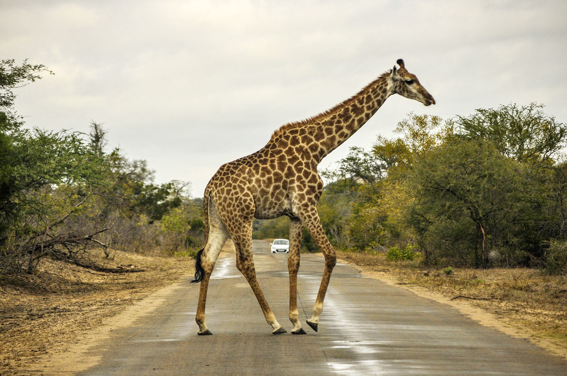📍Kruger, Sudafrica