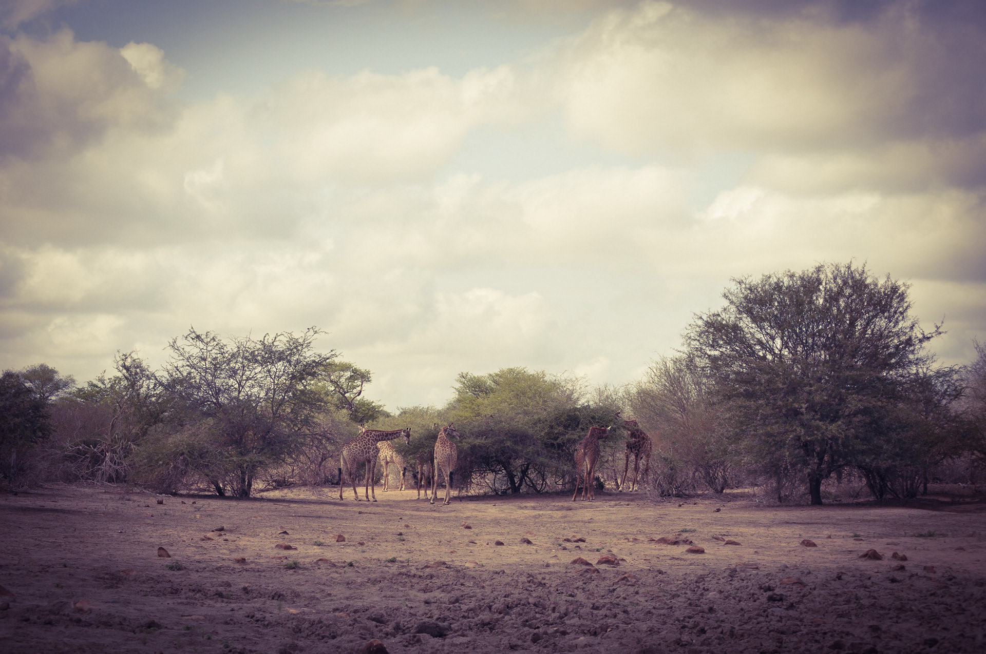 📍Kruger, Sudafrica