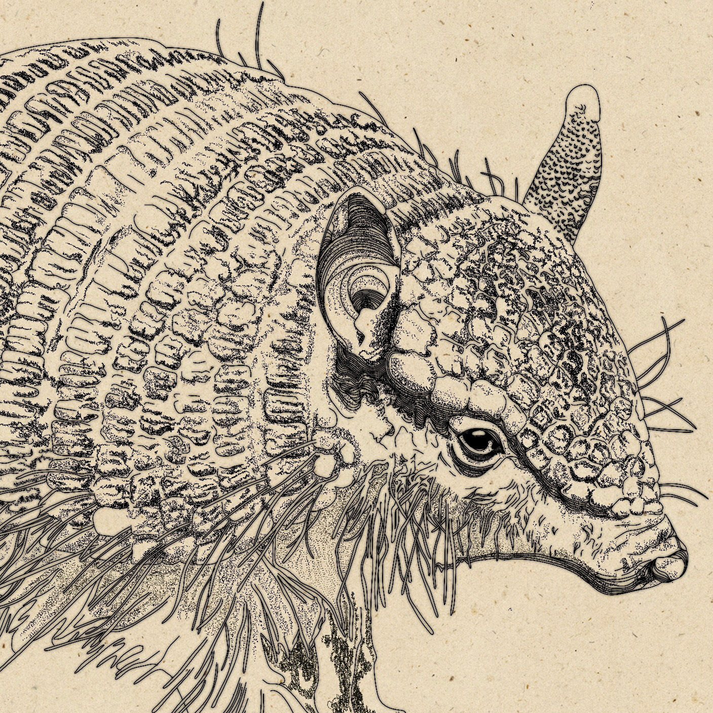 Inktober: "Armadillo", 2022, digital drawing